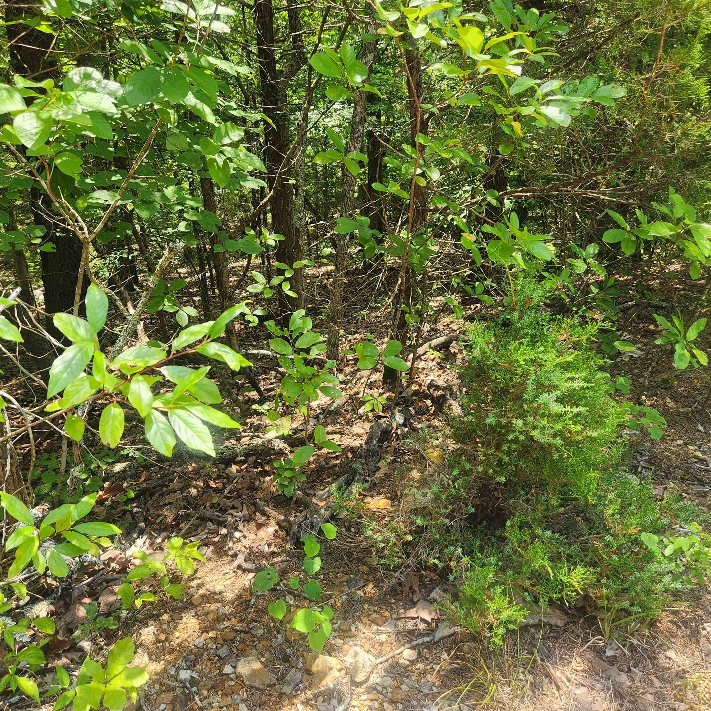 Photo 11 - Vacant Land for sale – L-83, B-4  Hernando   Cherokee Village, AR