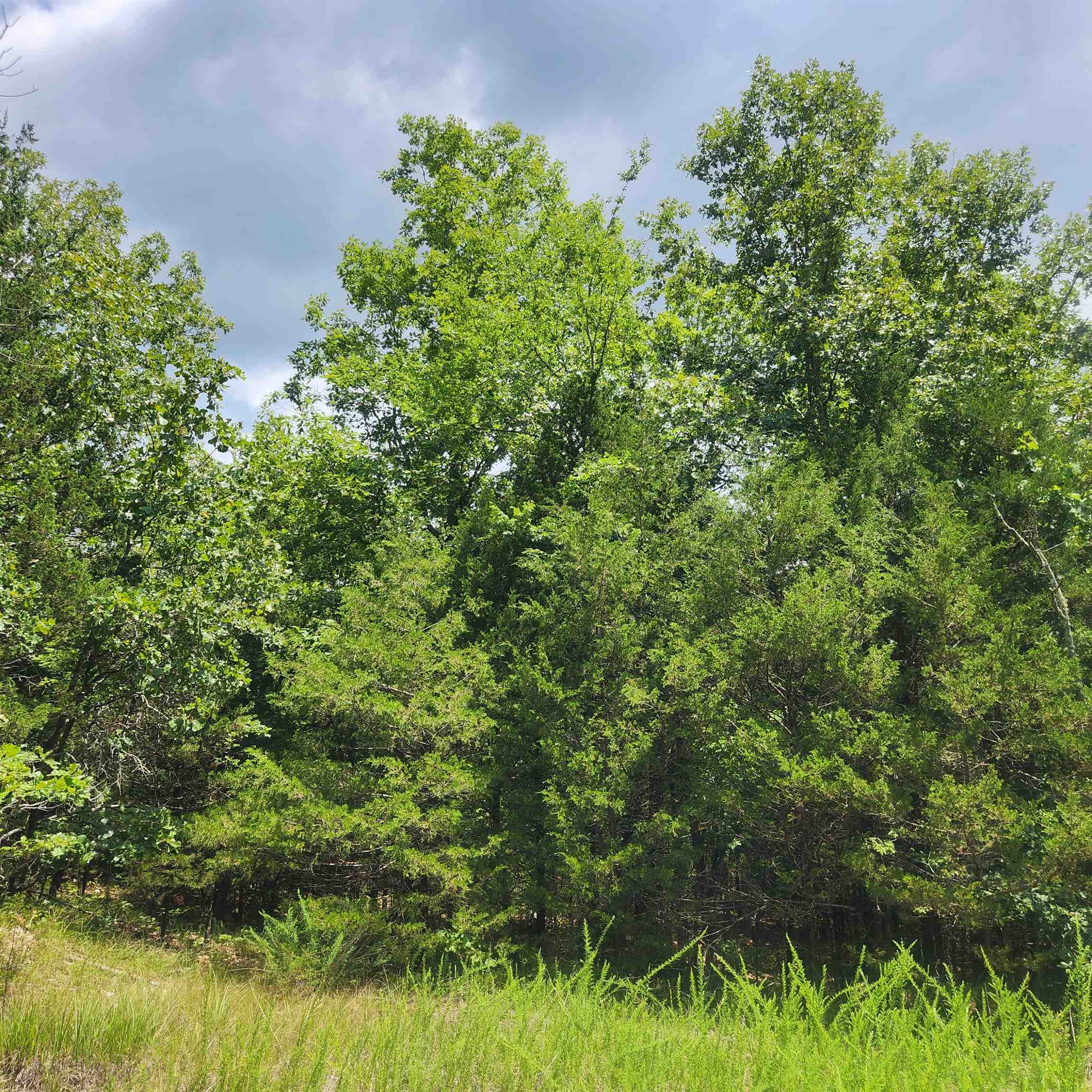 Photo 3 - Vacant Land for sale – L-83, B-4  Hernando   Cherokee Village, AR