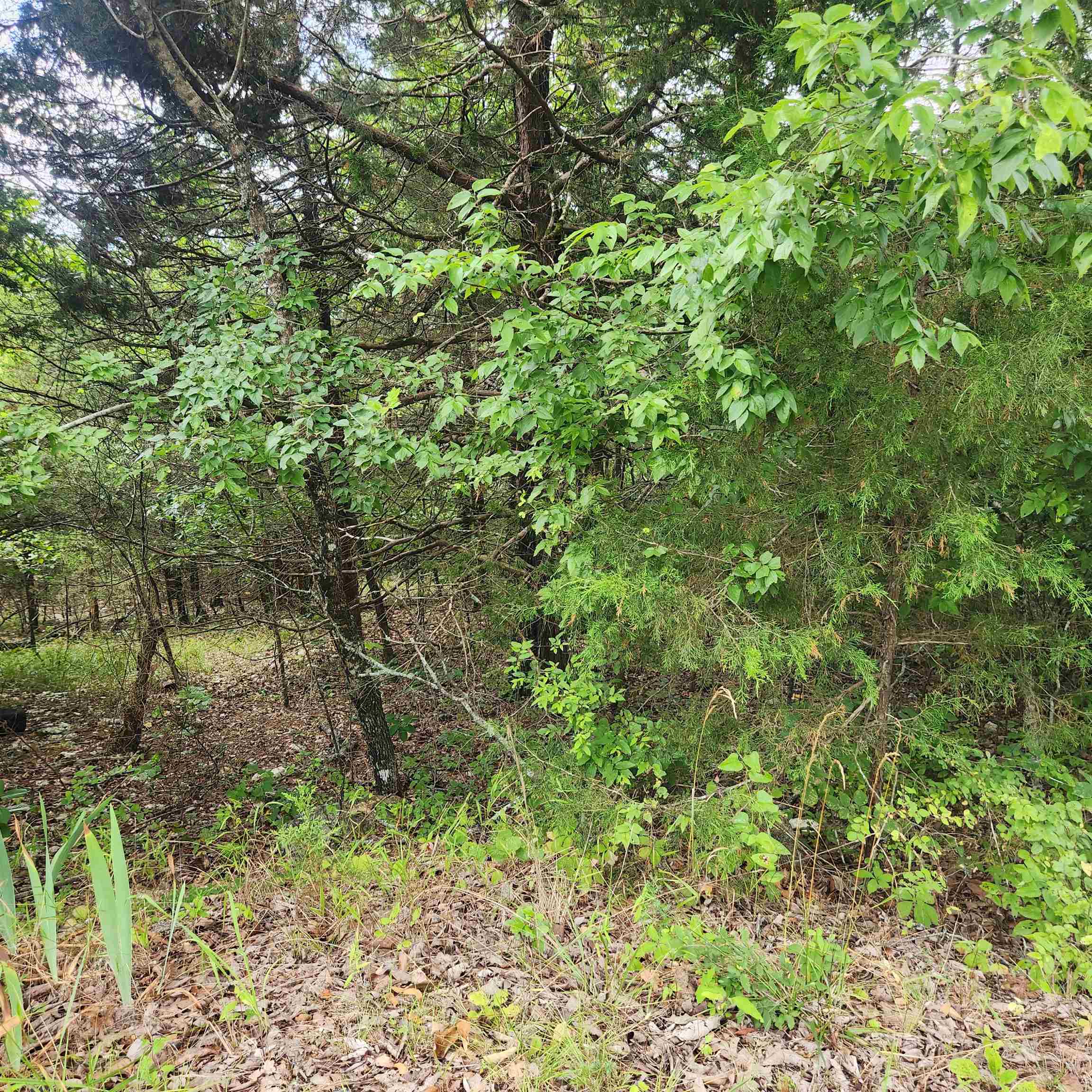 Vacant Land for sale – L-22, B-4  Topez   Cherokee Village, AR