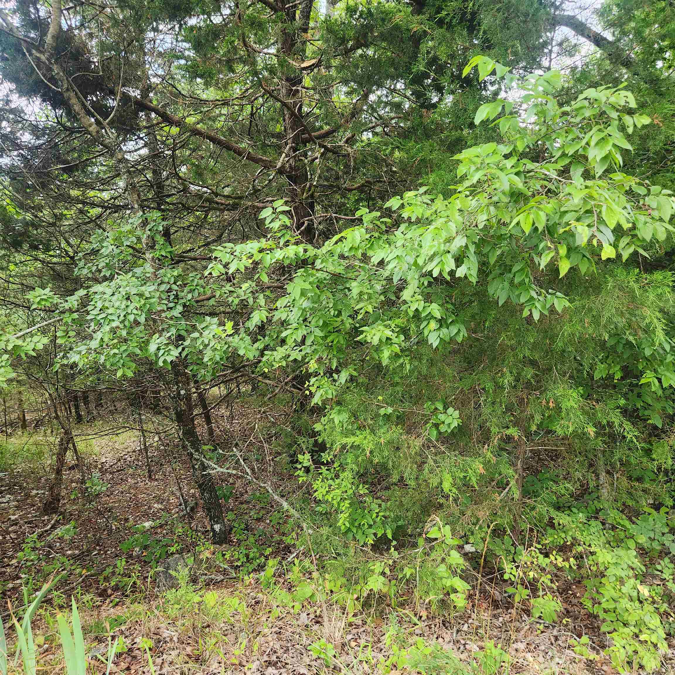 Photo 6 - Vacant Land for sale – L-22, B-4  Topez   Cherokee Village, AR