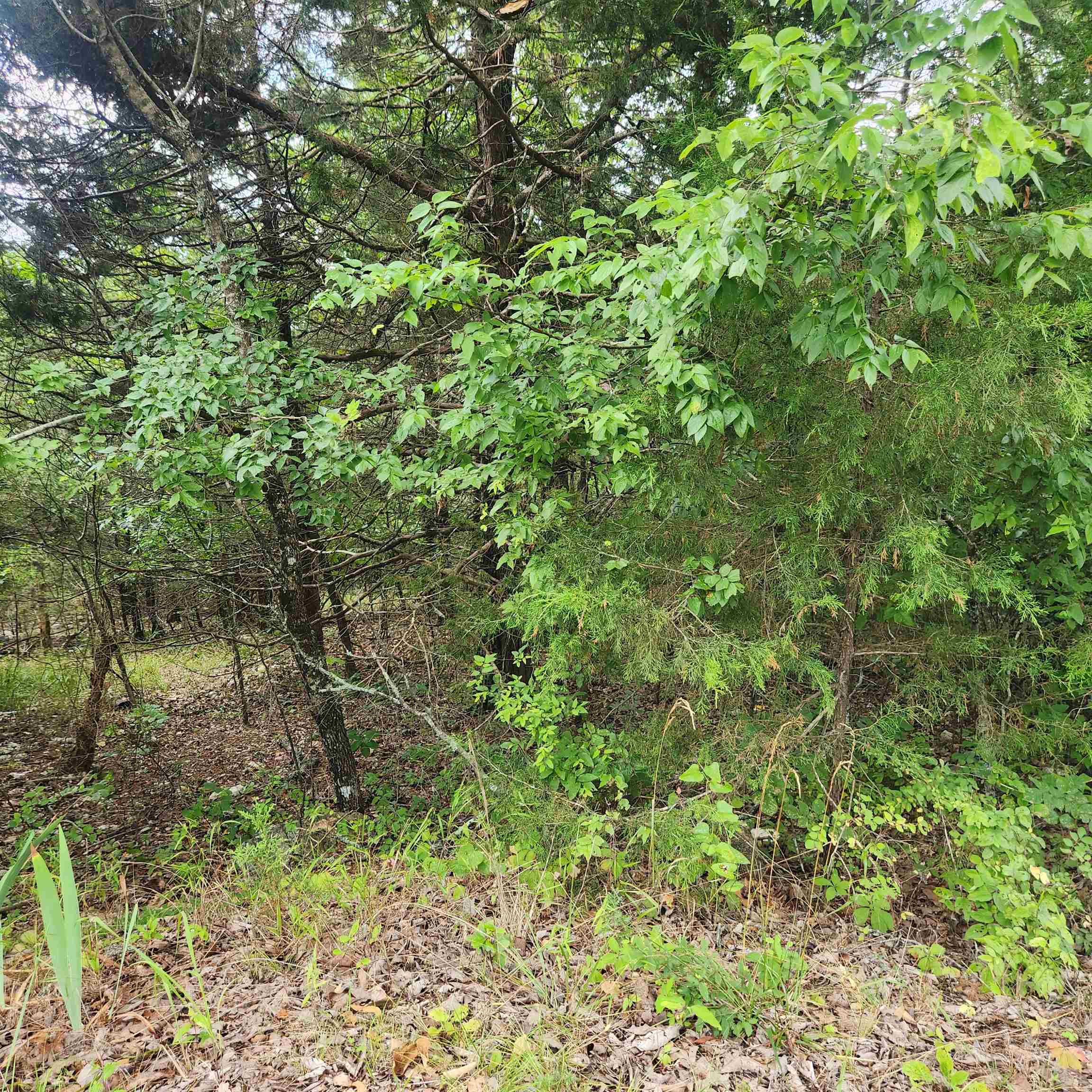 Photo 7 - Vacant Land for sale – L-22, B-4  Topez   Cherokee Village, AR