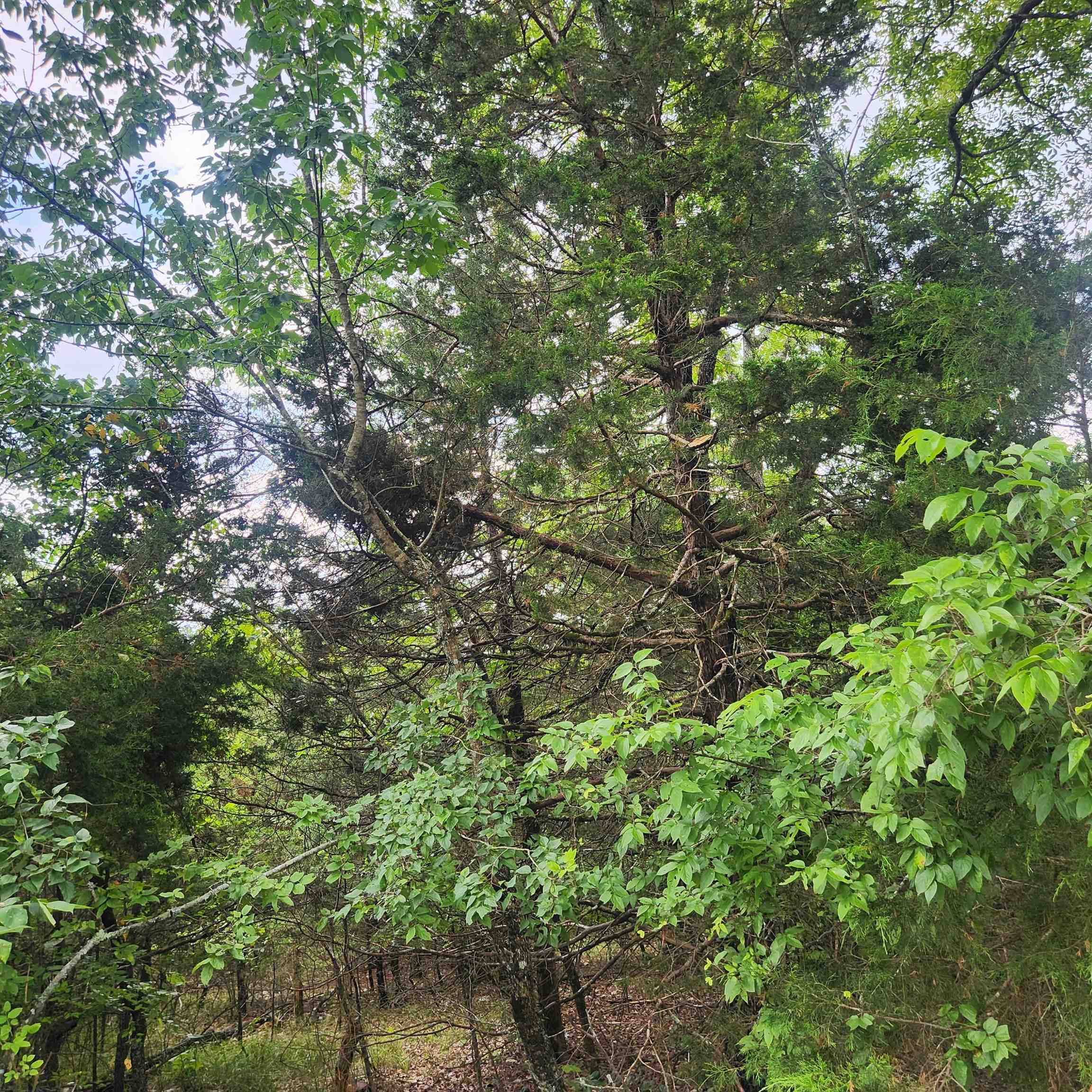 Photo 9 - Vacant Land for sale – L-22, B-4  Topez   Cherokee Village, AR