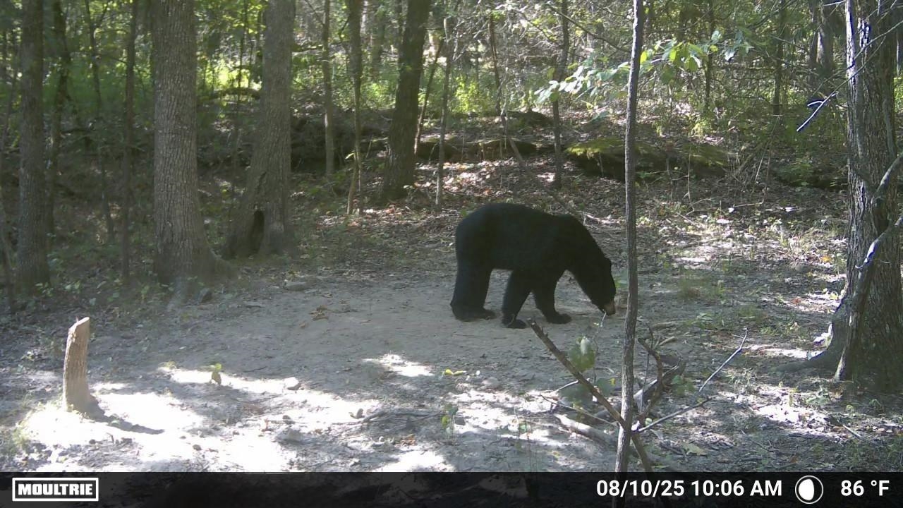 Photo 6 - Vacant Land for sale – 122A  Williamson Trail   Guion, AR