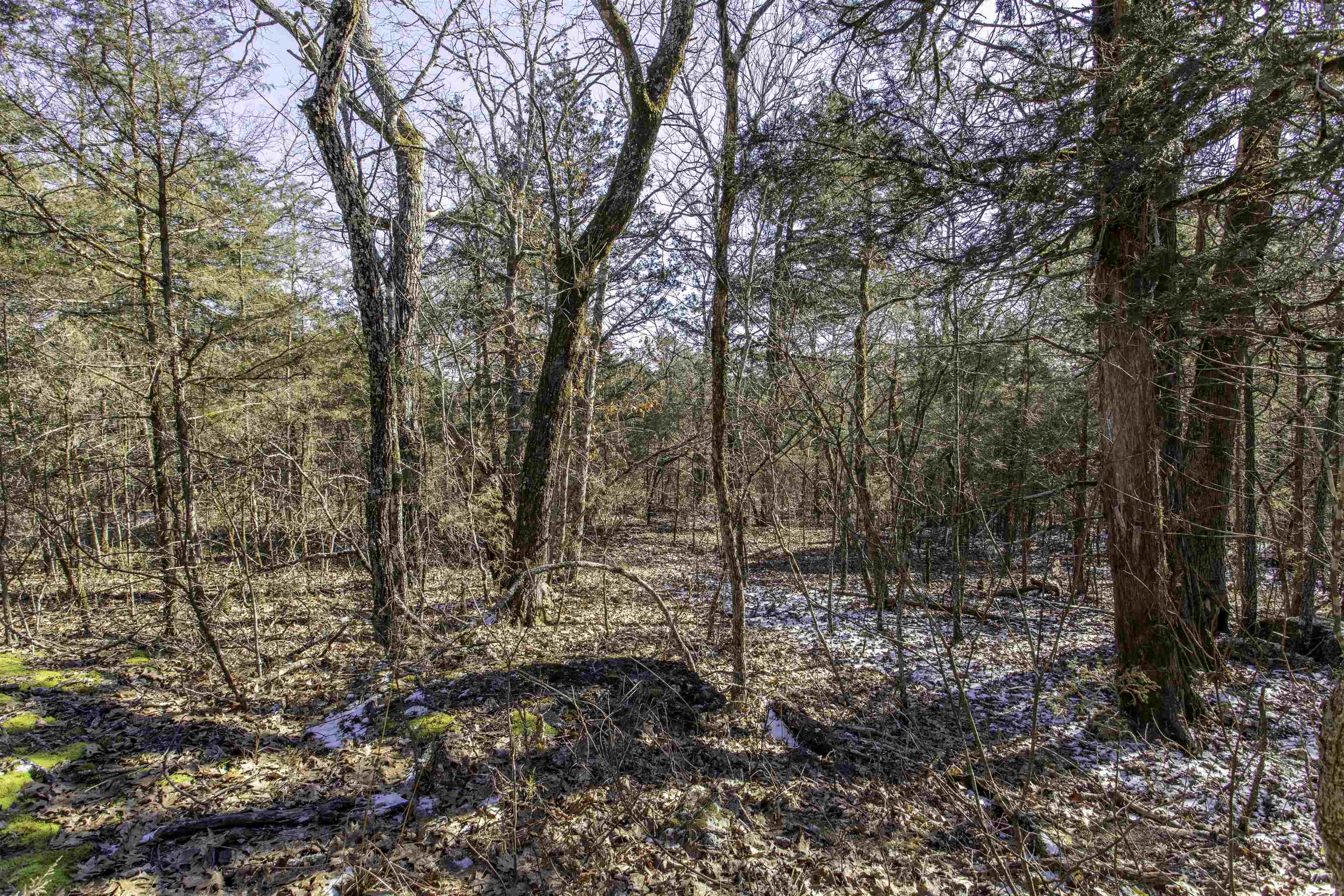 Photo 4 - Vacant Land for sale – Lot 73  Big Buck   Williford, AR