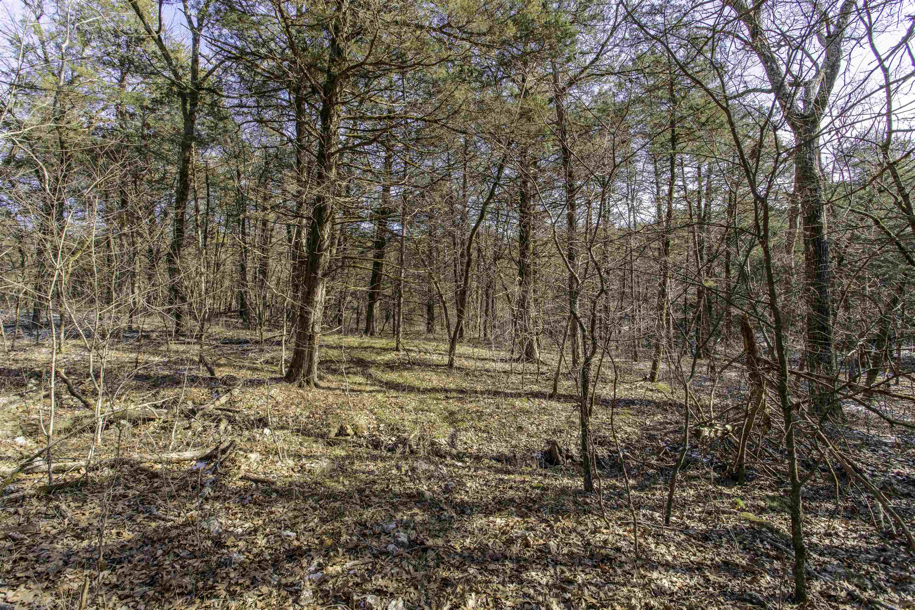Photo 2 - Vacant Land for sale – Lot 21  Fawn Ridge Ln   Williford, AR