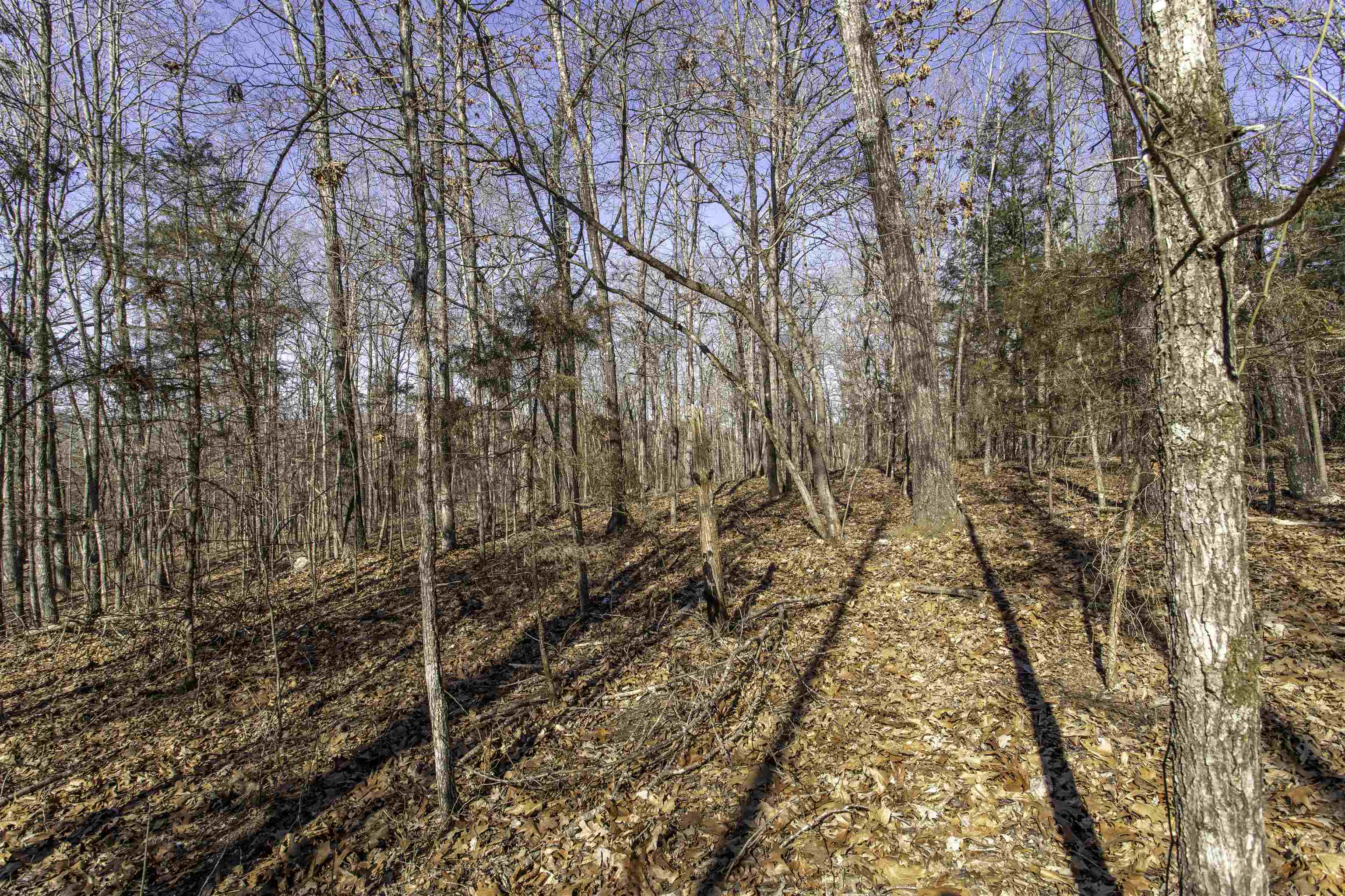 Photo 3 - Vacant Land for sale – Lot 64  Big Buck   Williford, AR
