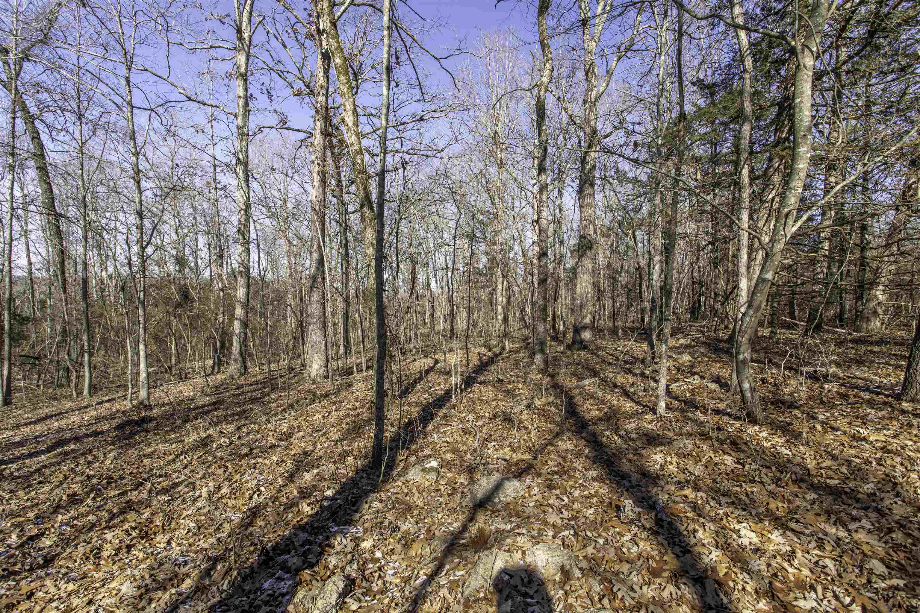 Photo 4 - Vacant Land for sale – Lot 64  Big Buck   Williford, AR