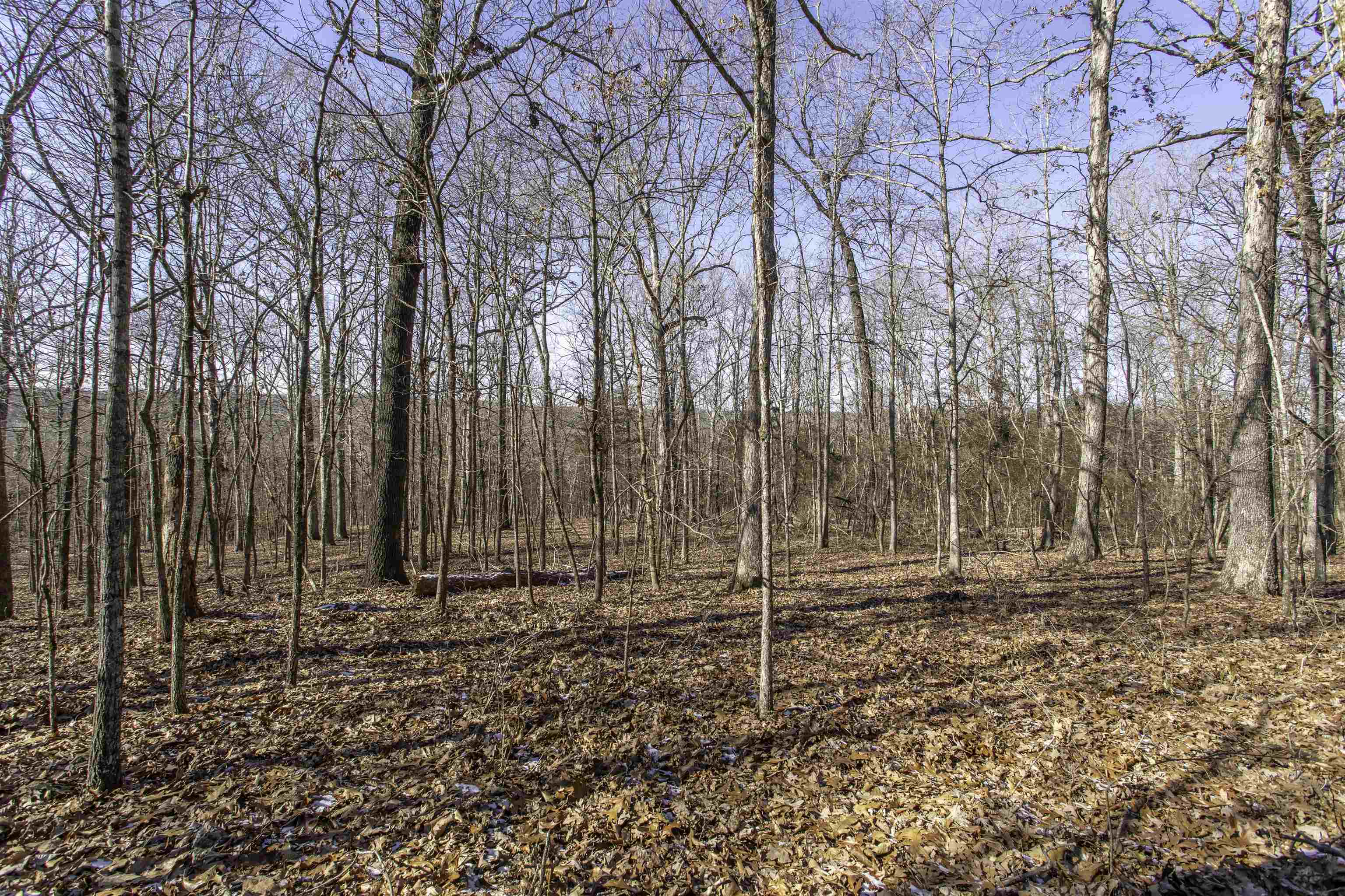 Photo 5 - Vacant Land for sale – Lot 64  Big Buck   Williford, AR