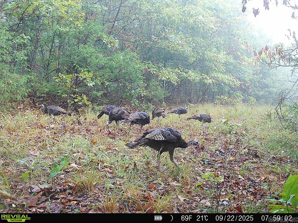 Photo 6 - Vacant Land for sale – 129589  N Highway 63   Hardy, AR