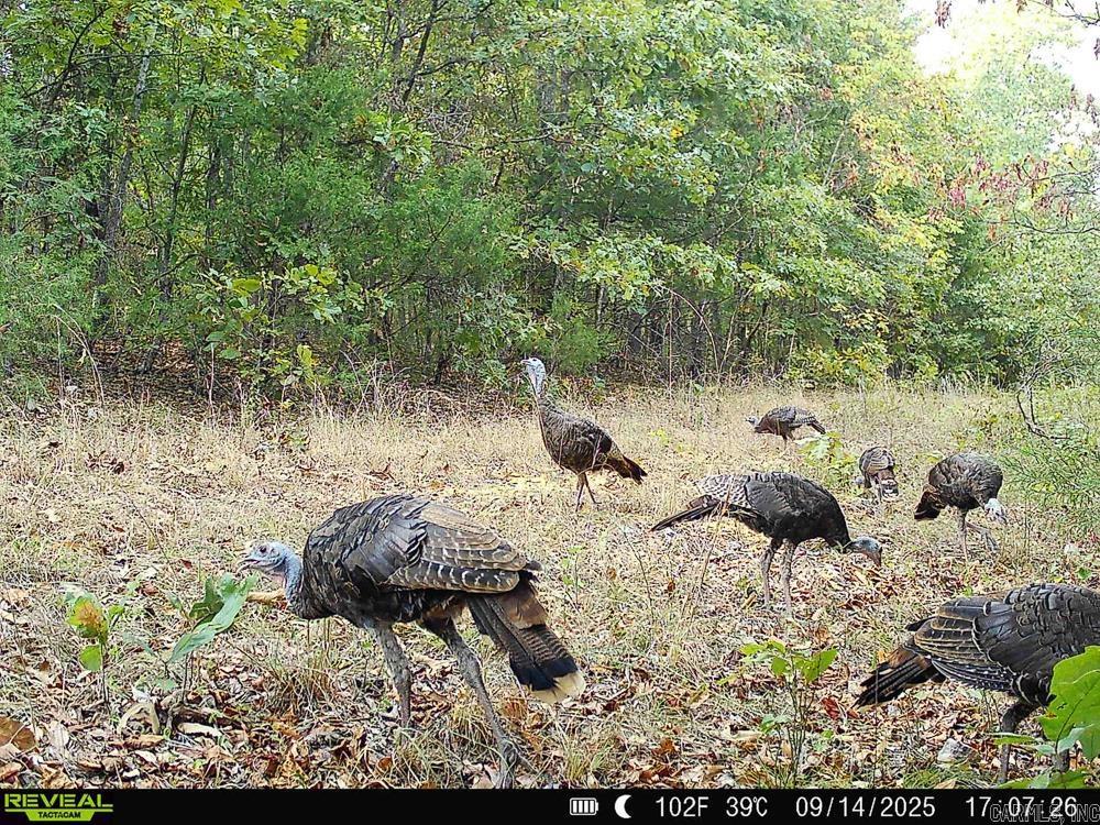 Photo 9 - Vacant Land for sale – 129589  N Highway 63   Hardy, AR