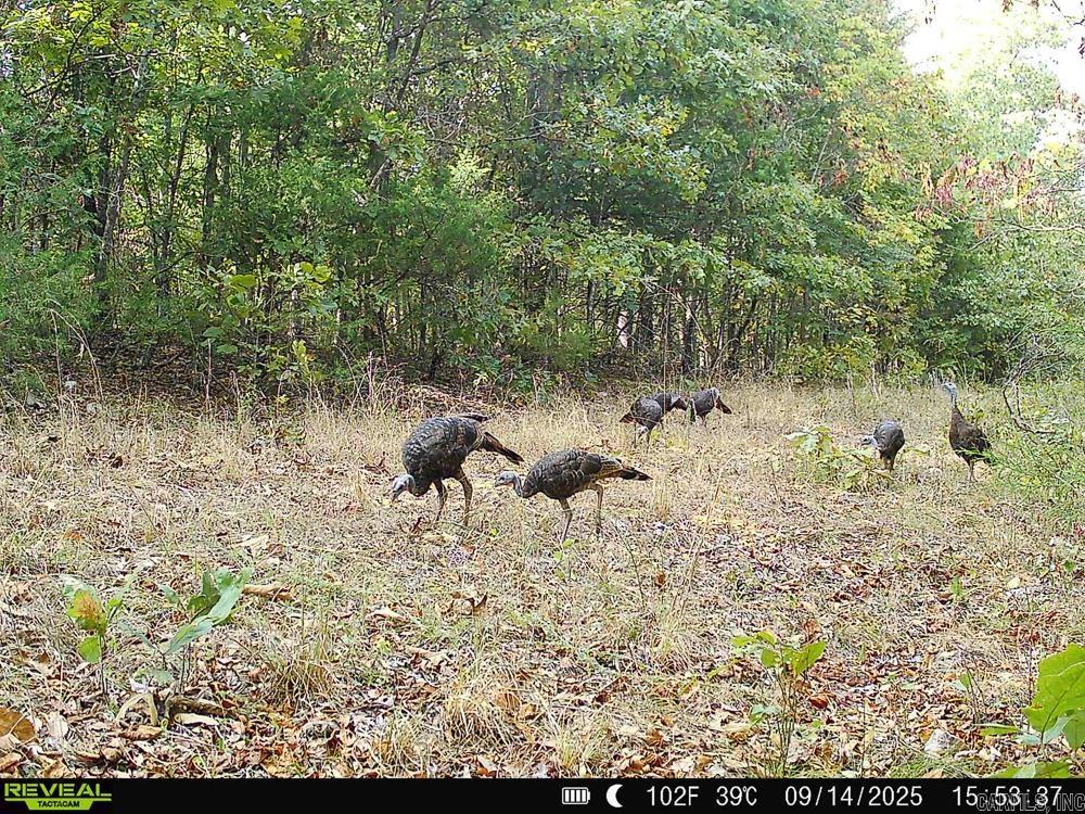 Photo 10 - Vacant Land for sale – 129589  N Highway 63   Hardy, AR