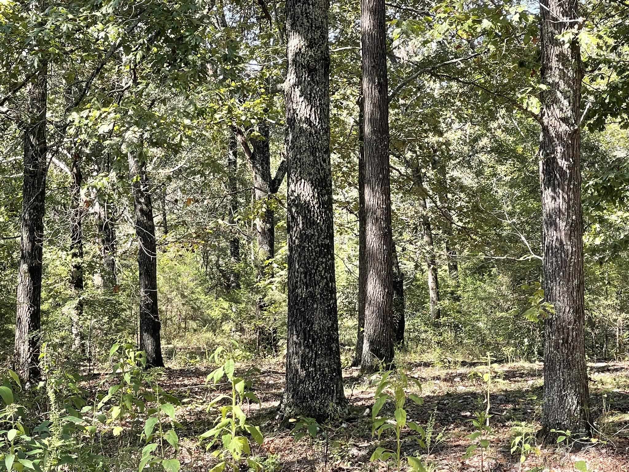 Photo 5 - Residential for sale – 690 N Copperhead   Franklin, AR