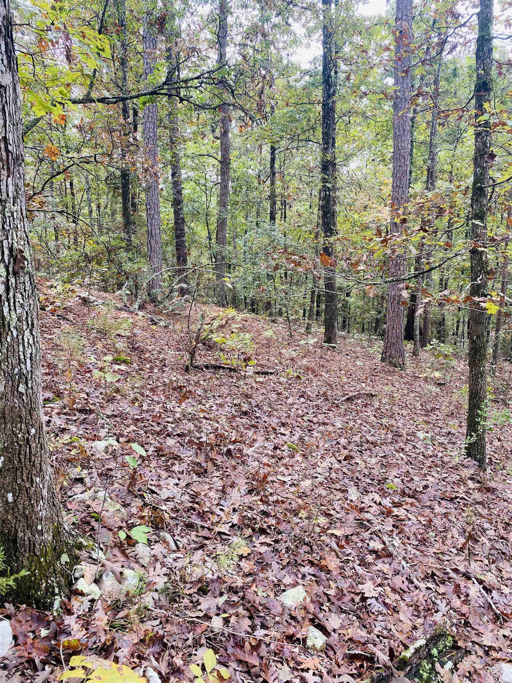 Photo 2 - Vacant Land for sale – 150  Lofton Road   Calico Rock, AR