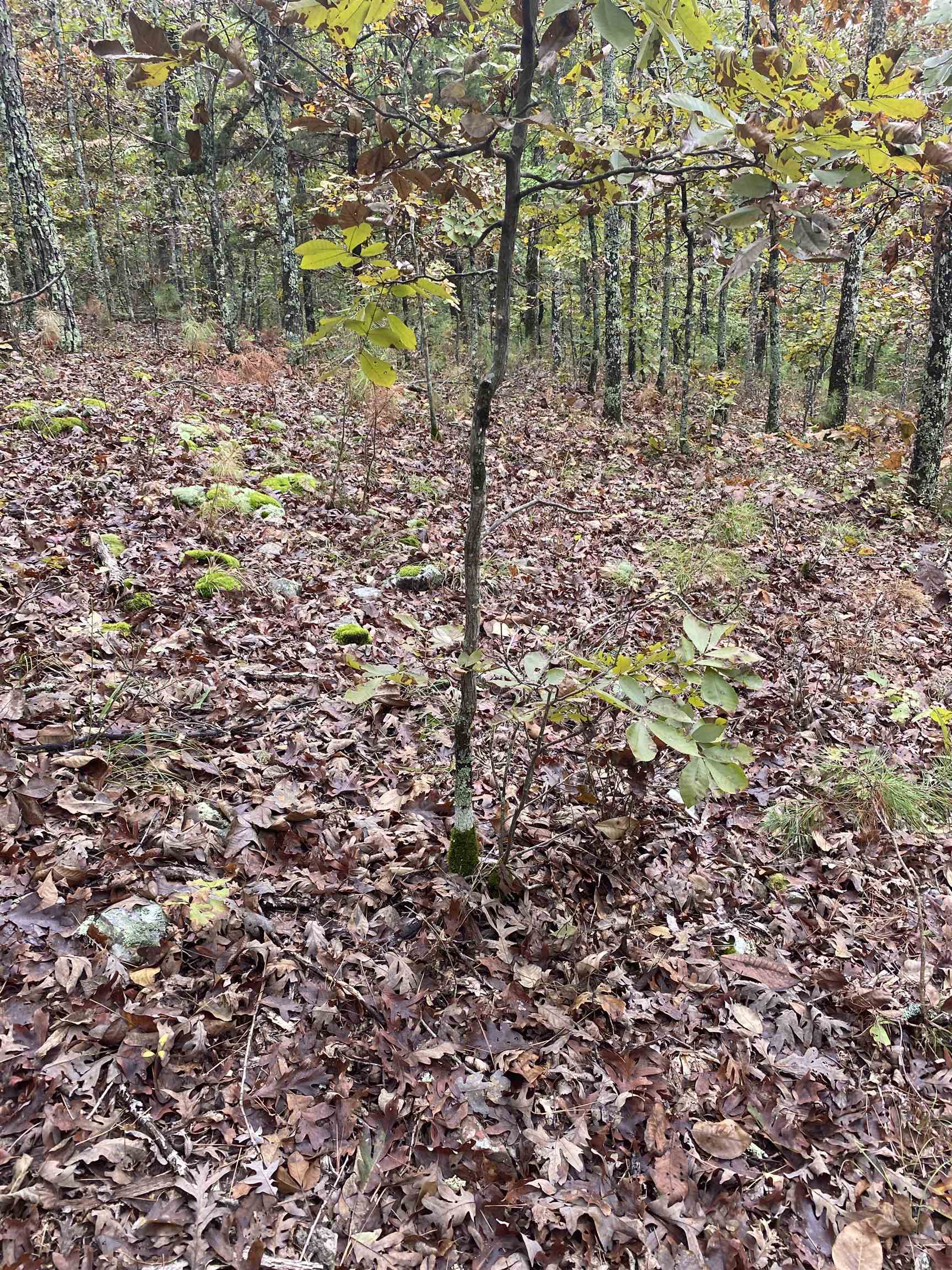 Photo 14 - Vacant Land for sale – 150  Lofton Road   Calico Rock, AR