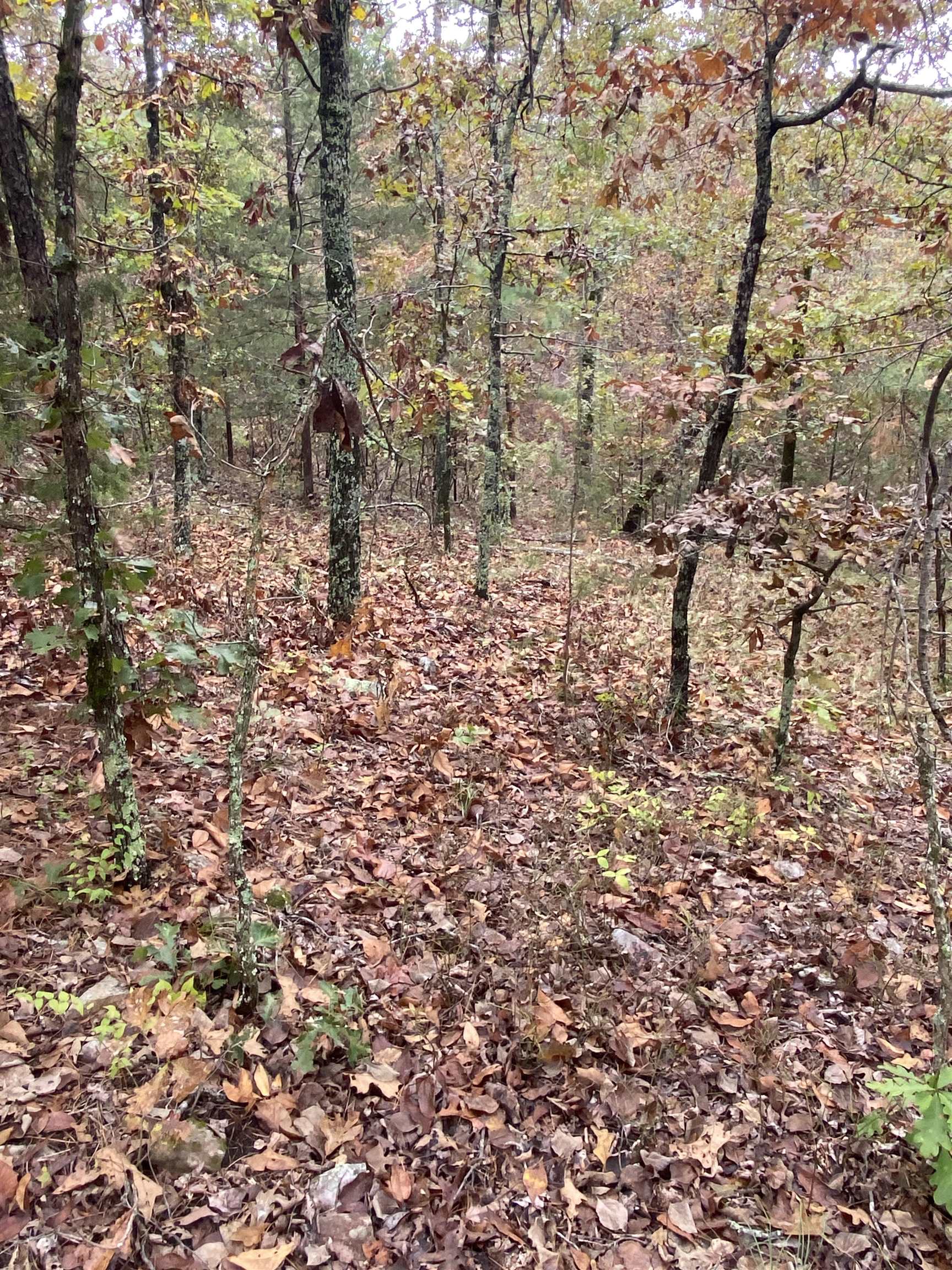 Photo 17 - Vacant Land for sale – 150  Lofton Road   Calico Rock, AR