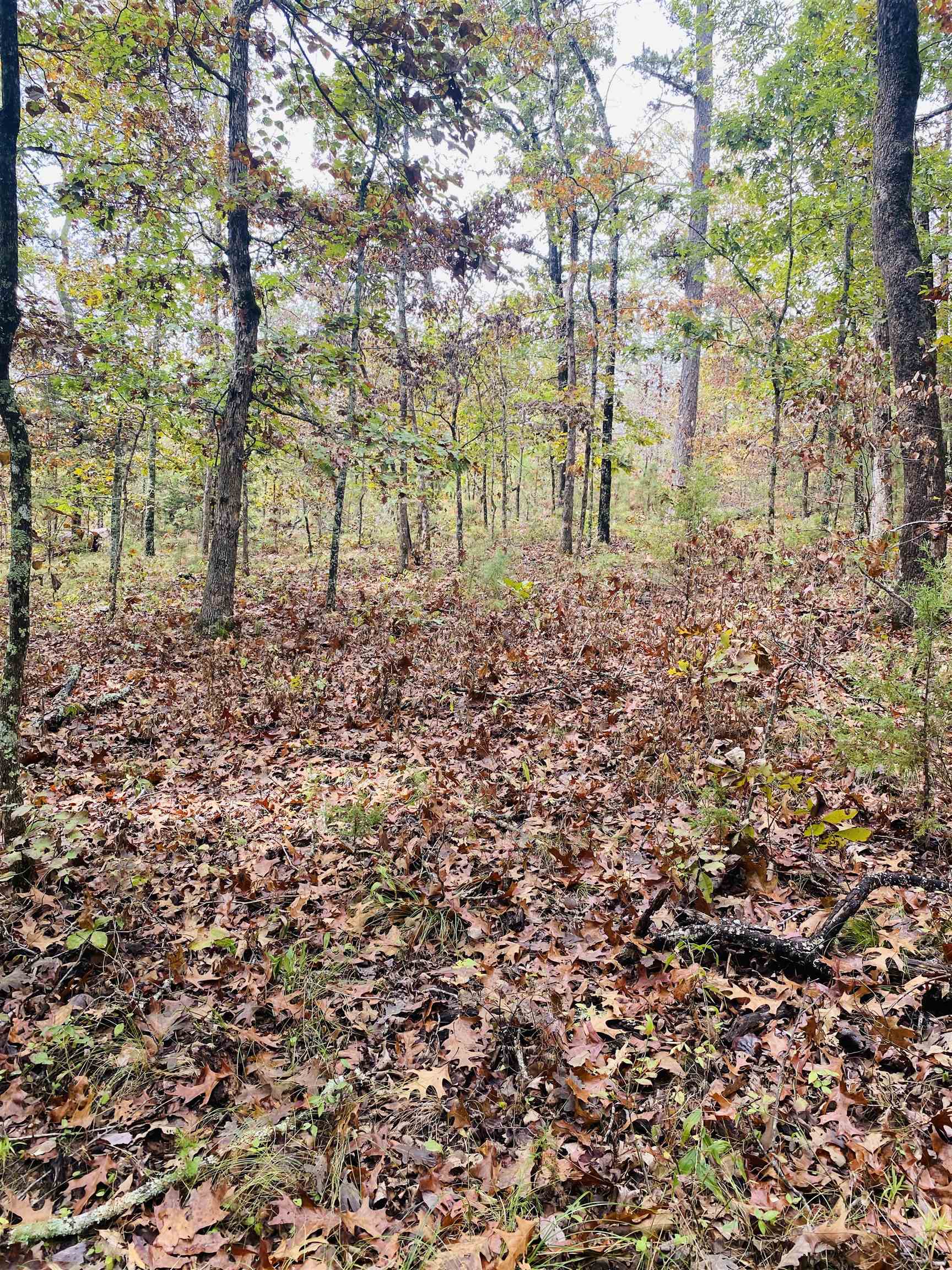 Photo 3 - Vacant Land for sale – 150  Lofton Road   Calico Rock, AR