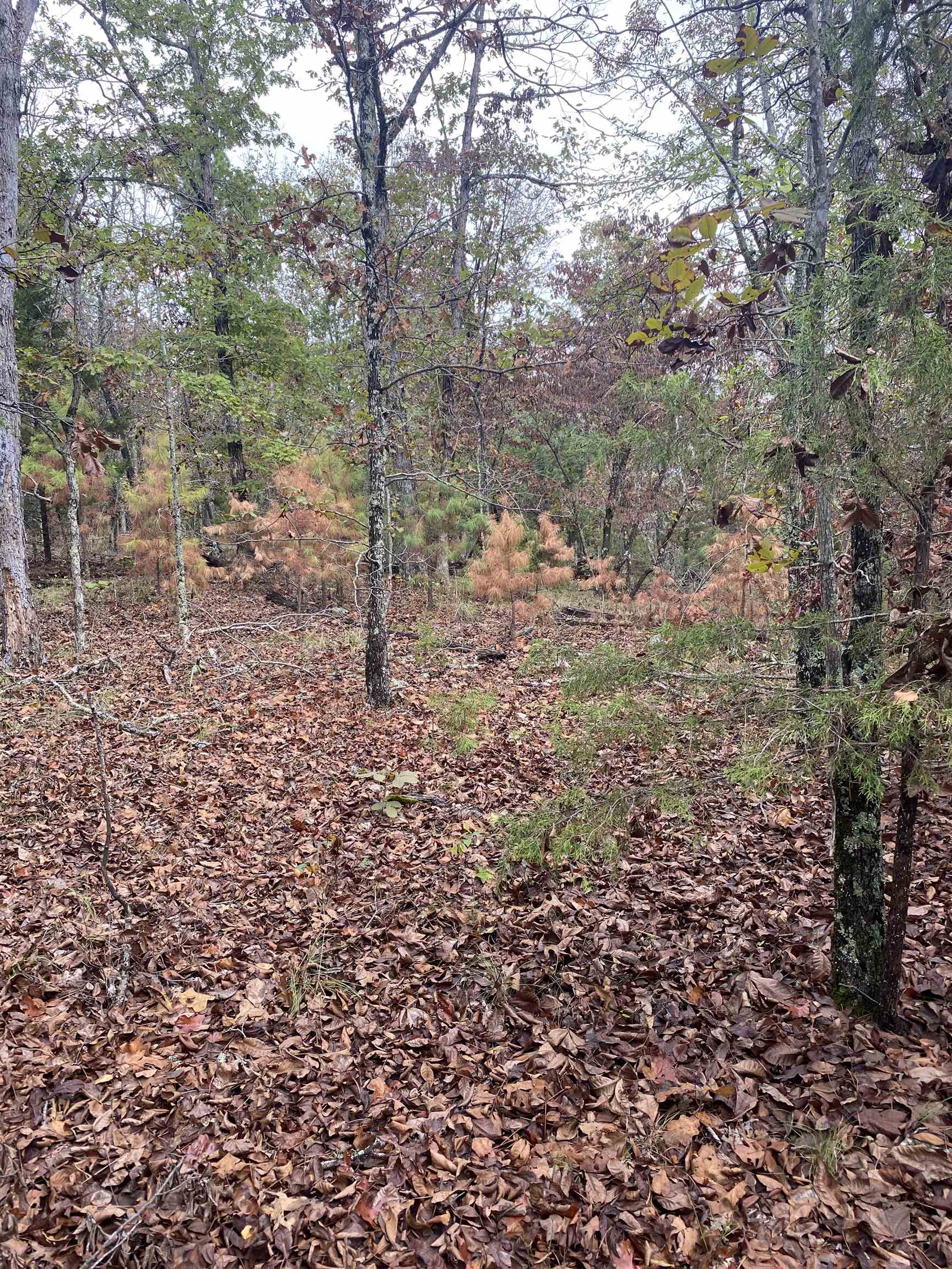 Photo 4 - Vacant Land for sale – 150  Lofton Road   Calico Rock, AR