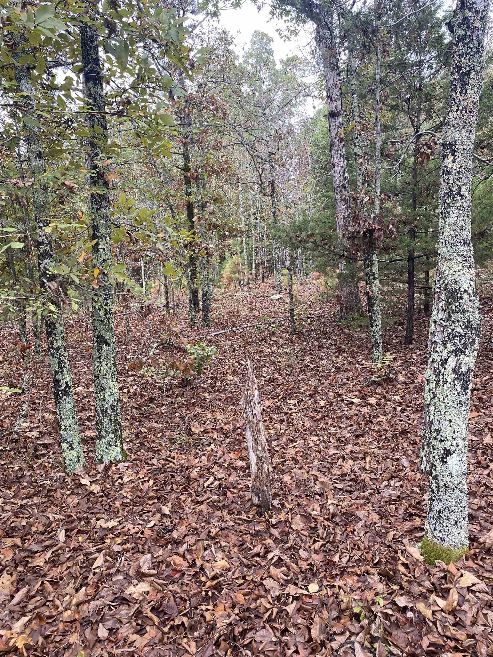 Photo 5 - Vacant Land for sale – 150  Lofton Road   Calico Rock, AR