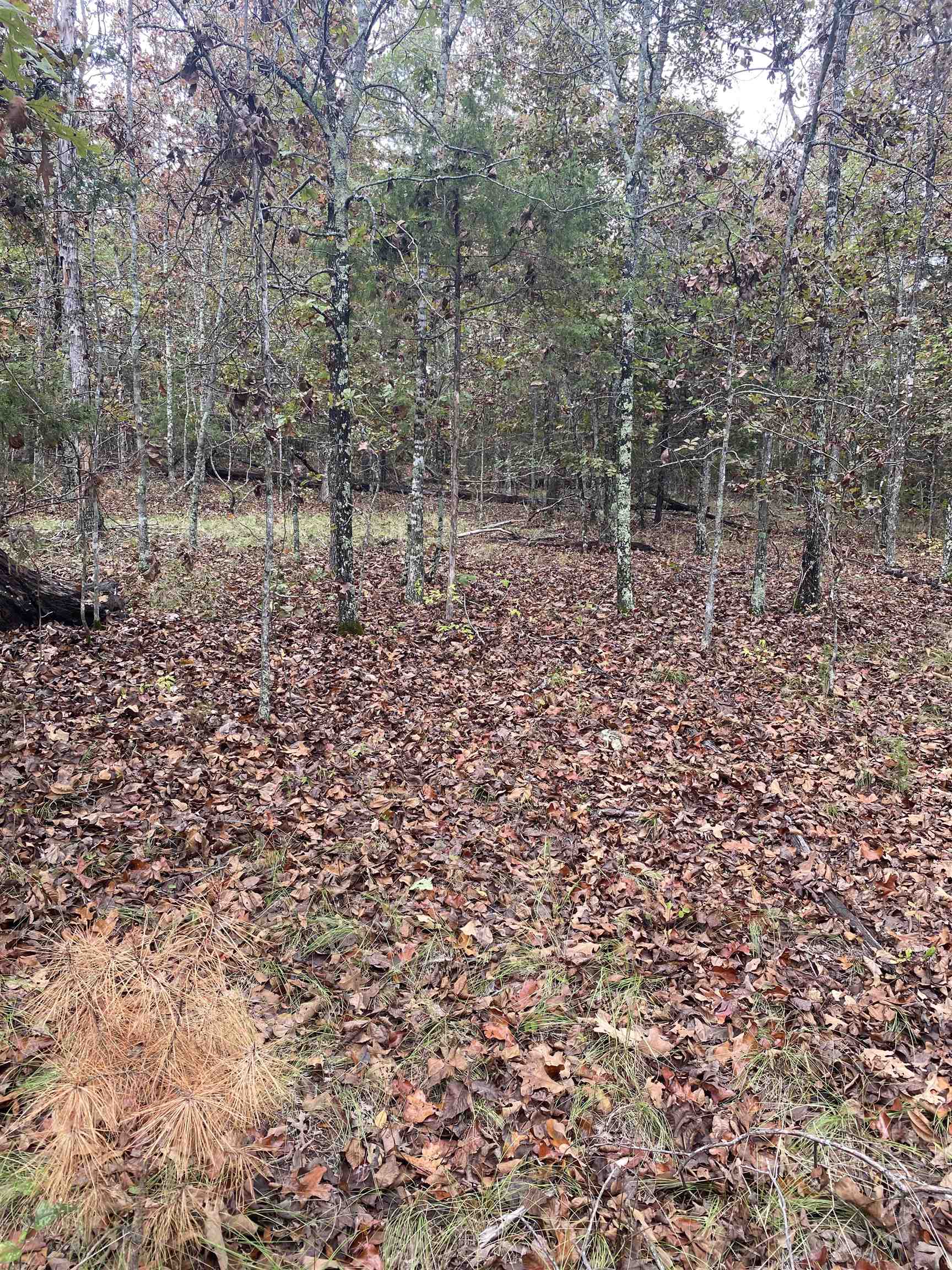 Photo 6 - Vacant Land for sale – 150  Lofton Road   Calico Rock, AR