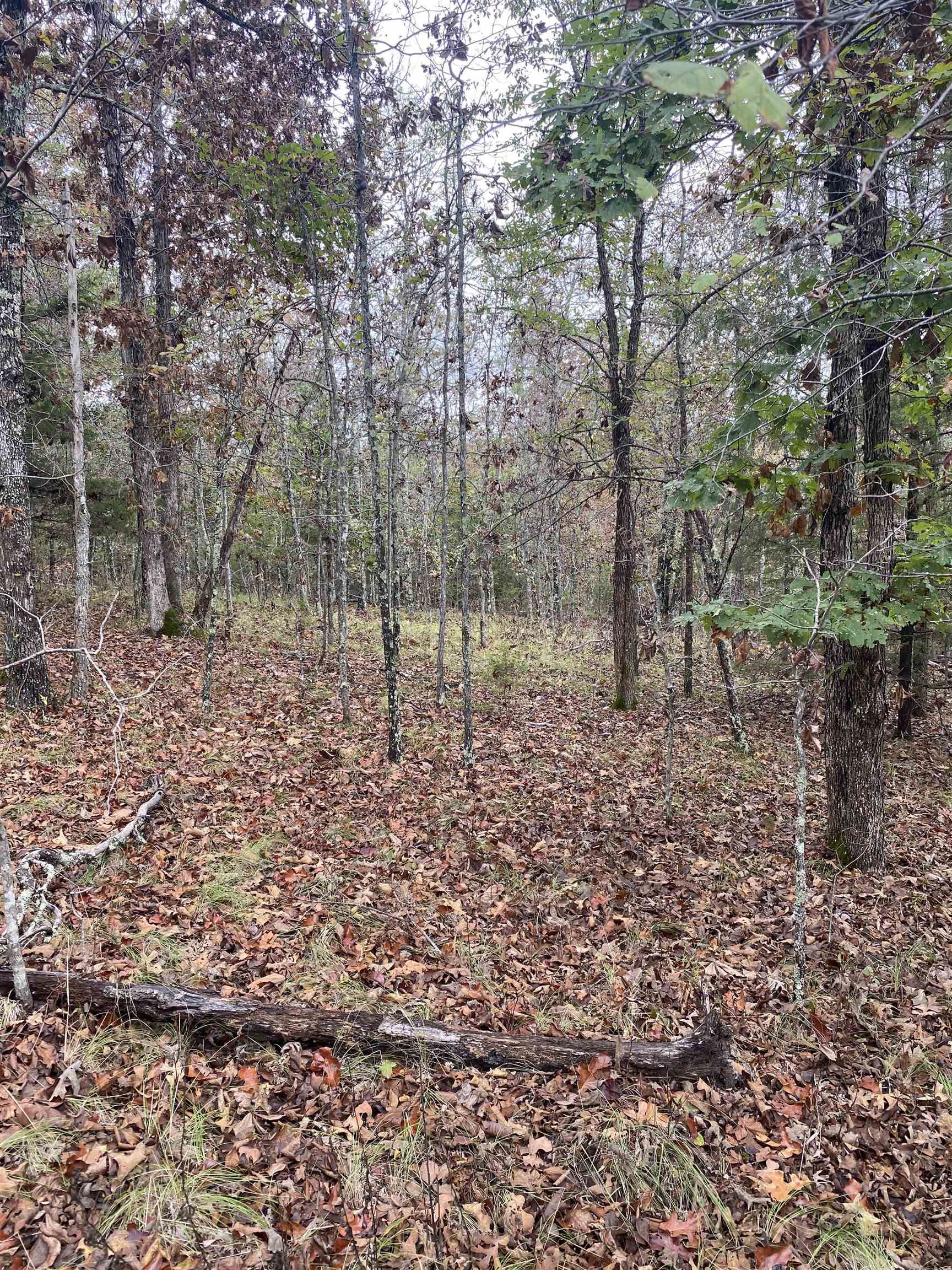 Photo 7 - Vacant Land for sale – 150  Lofton Road   Calico Rock, AR