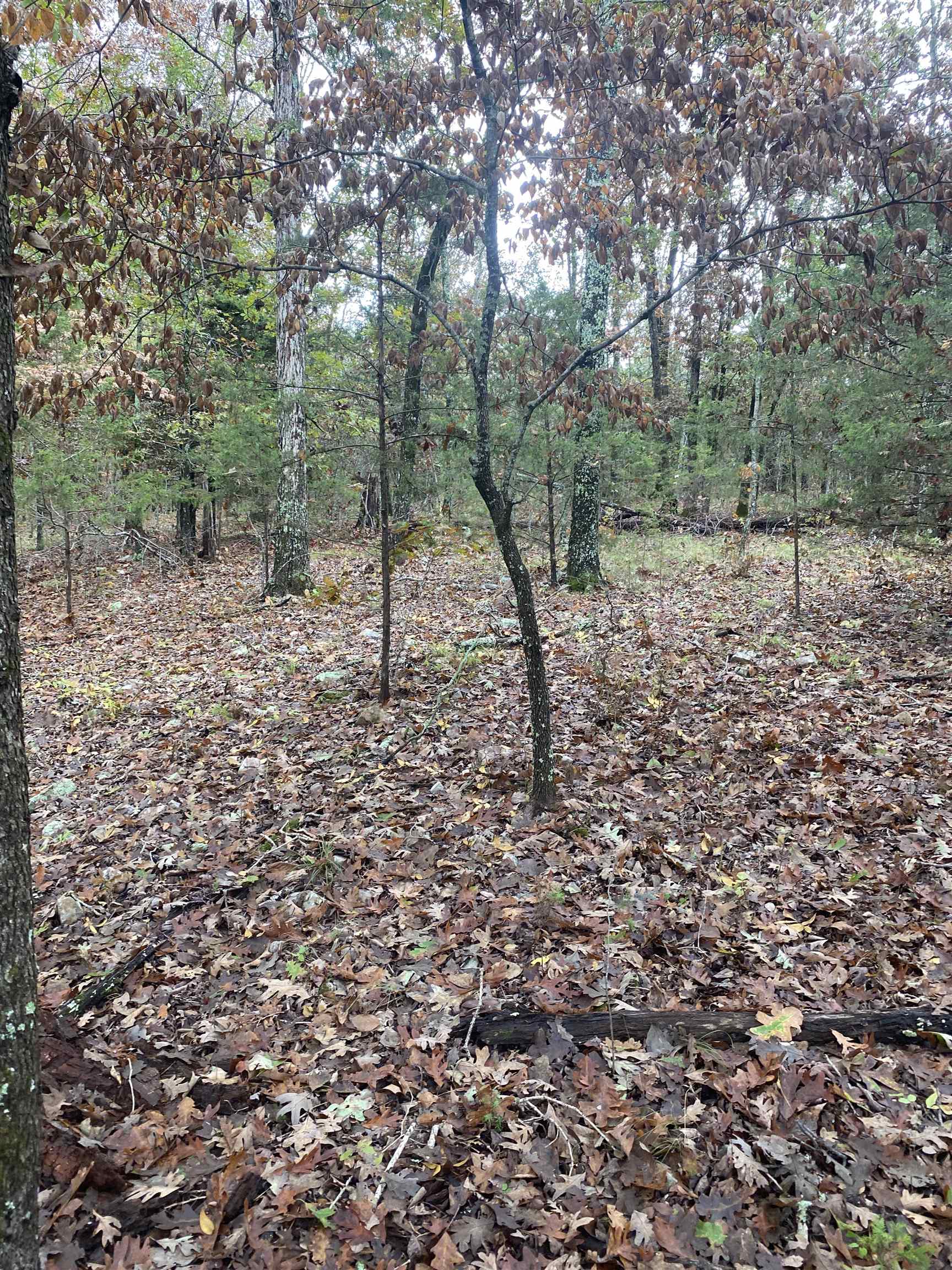 Photo 9 - Vacant Land for sale – 150  Lofton Road   Calico Rock, AR