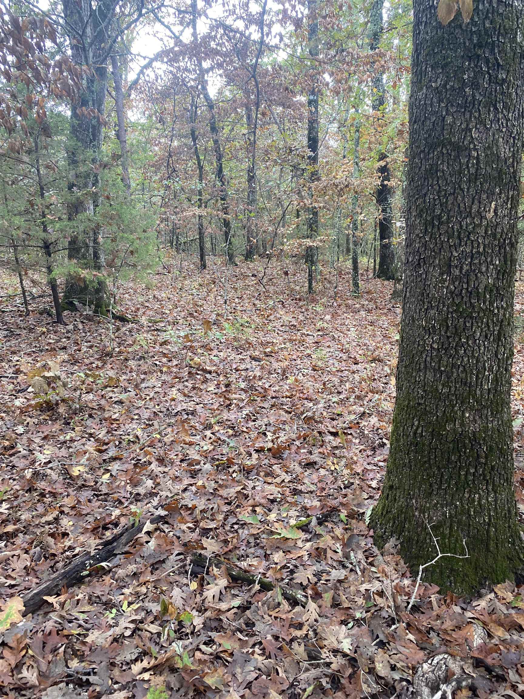 Photo 10 - Vacant Land for sale – 150  Lofton Road   Calico Rock, AR