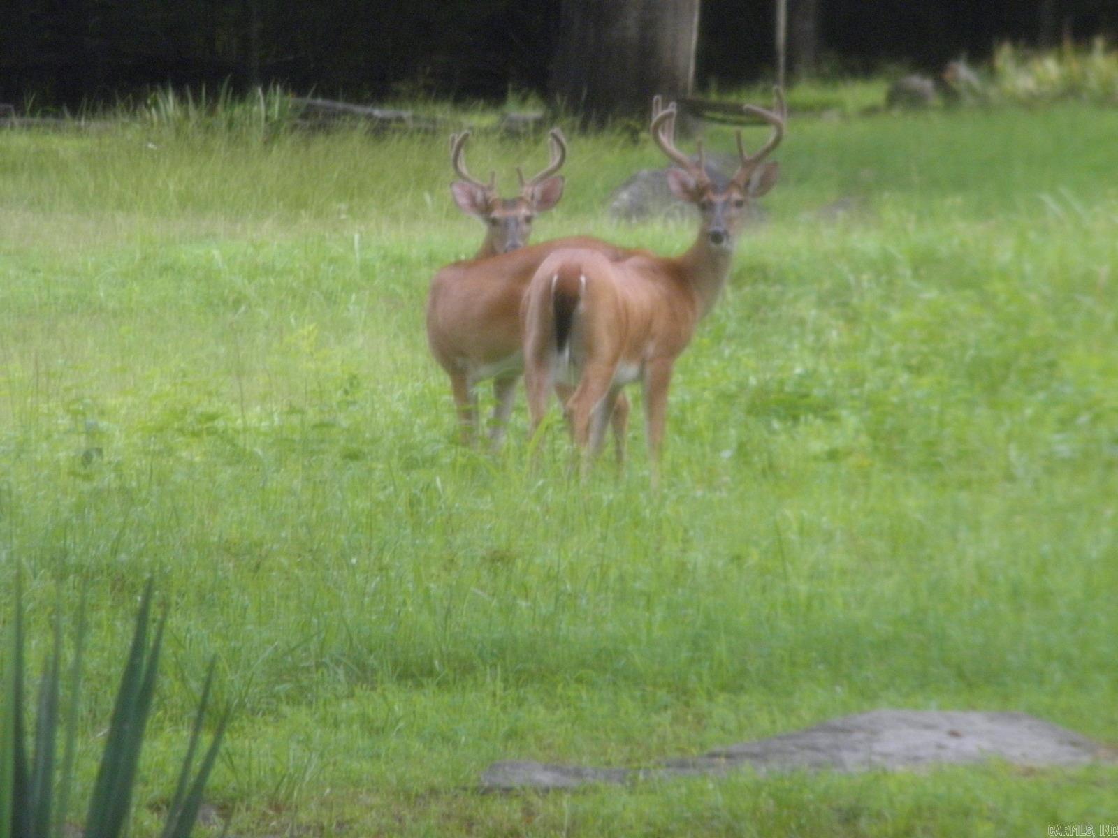 Photo 28 - Residential for sale – 17735 S AR 9   Melbourne, AR