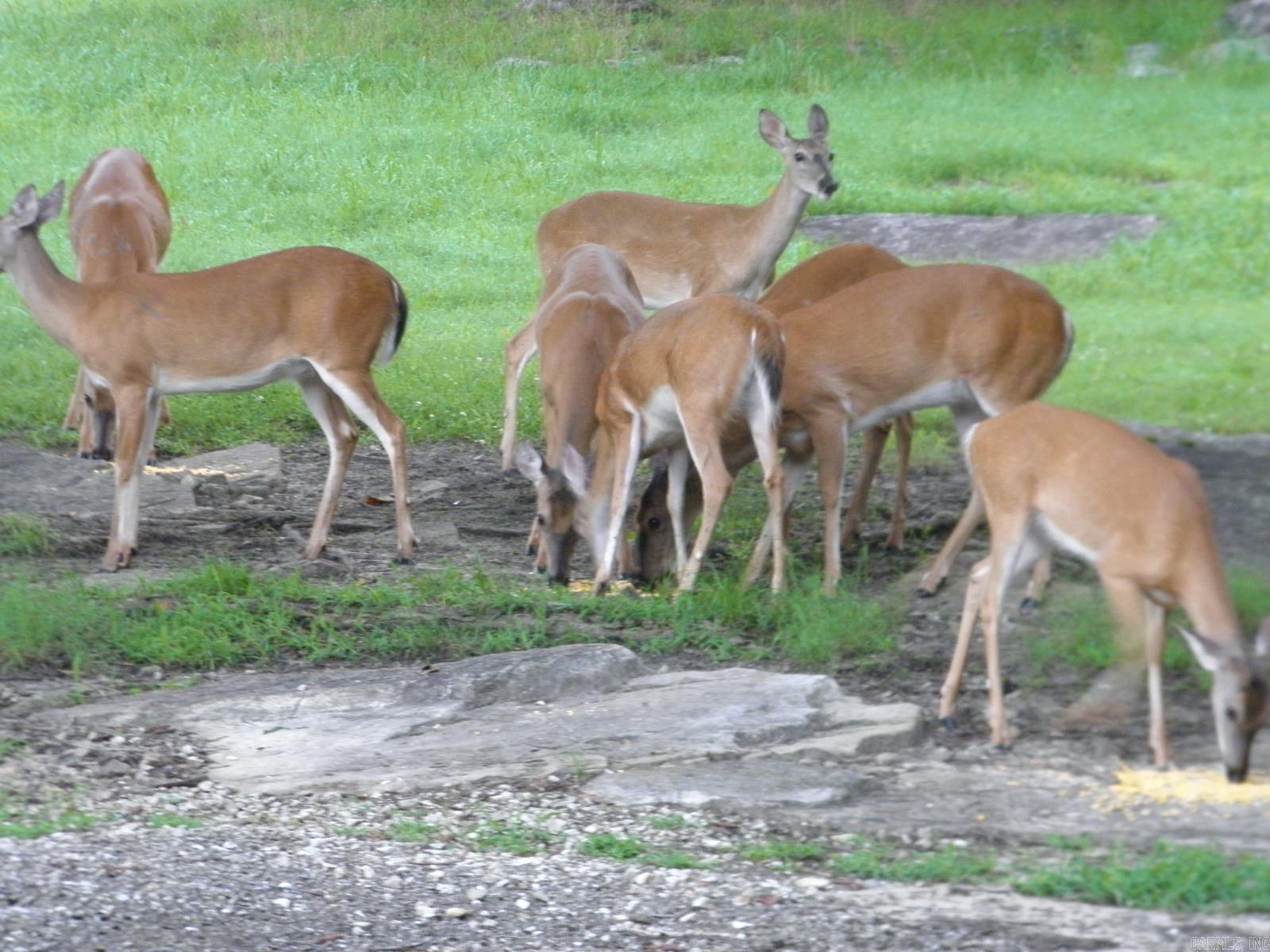 Photo 45 - Residential for sale – 17735 S AR 9   Melbourne, AR