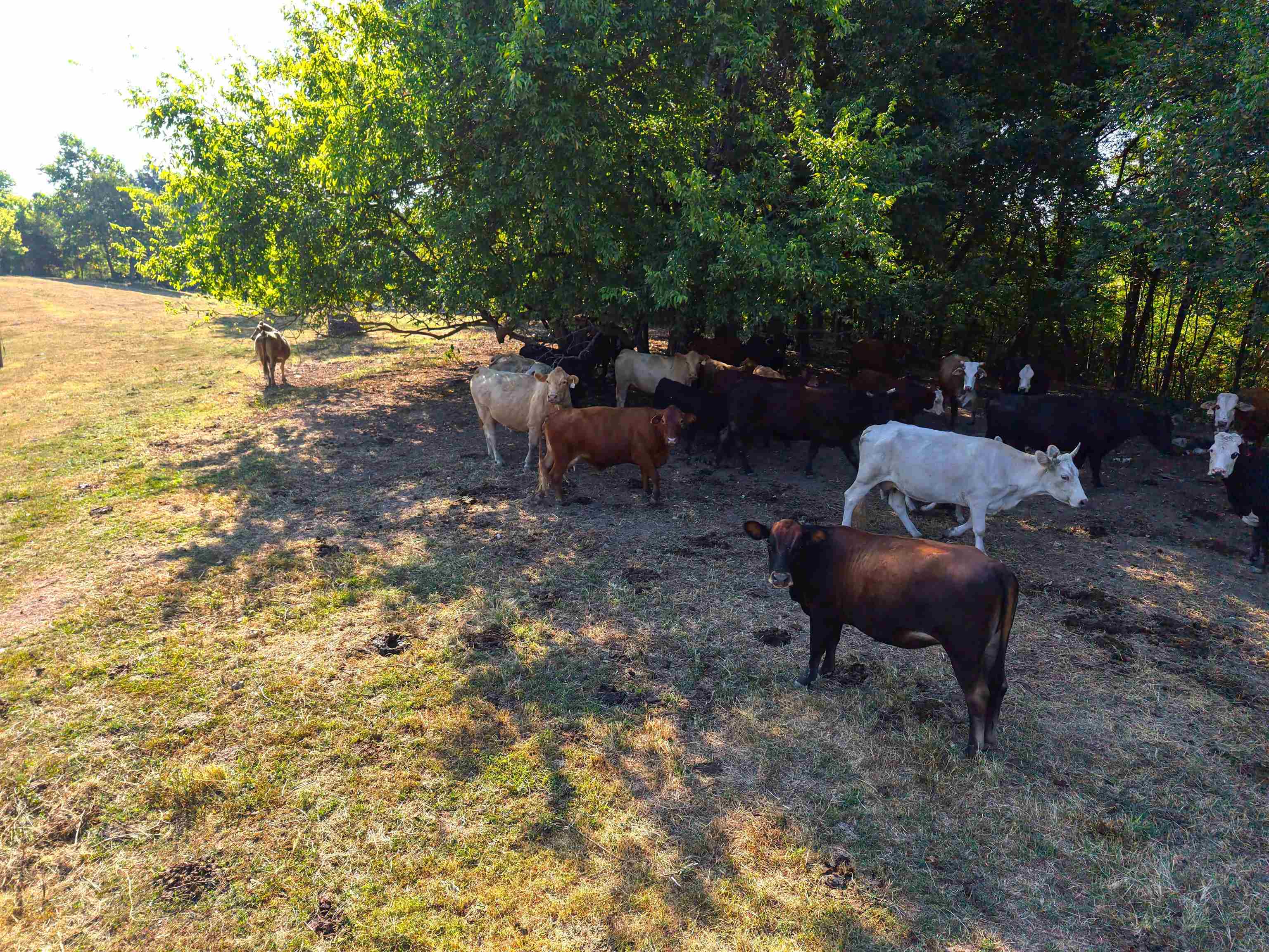 Photo 11 - Vacant Land for sale – 180A  Lafferty Road   Mount Pleasant, AR