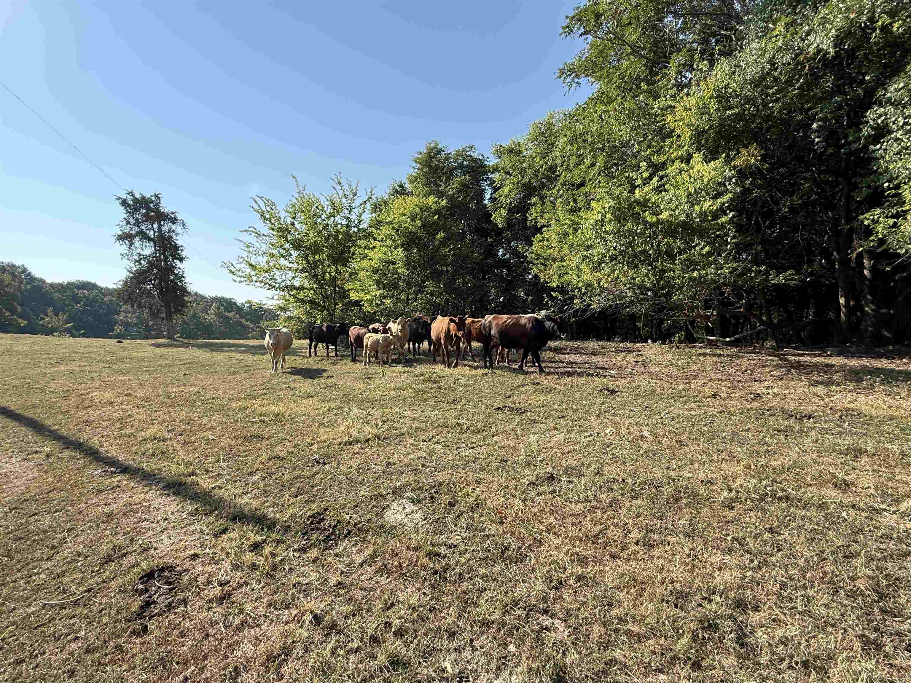 Photo 12 - Vacant Land for sale – 180A  Lafferty Road   Mount Pleasant, AR