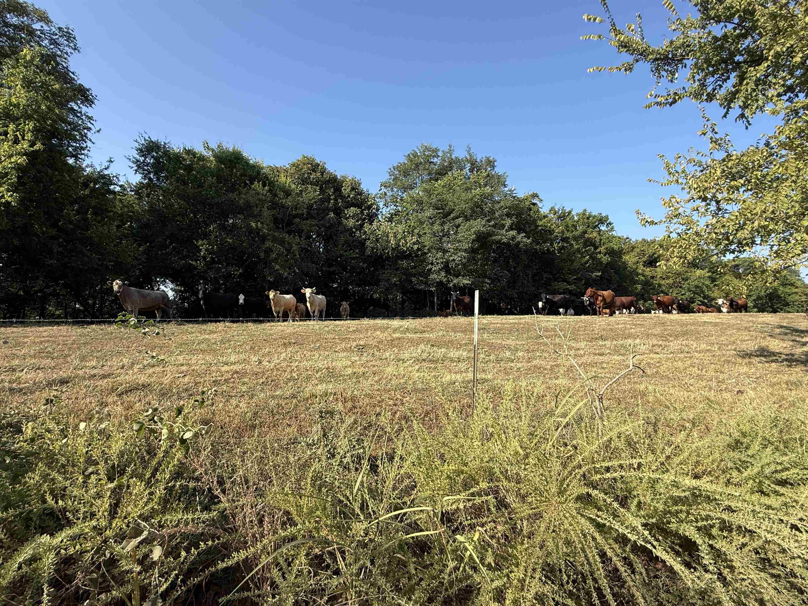 Photo 13 - Vacant Land for sale – 180A  Lafferty Road   Mount Pleasant, AR