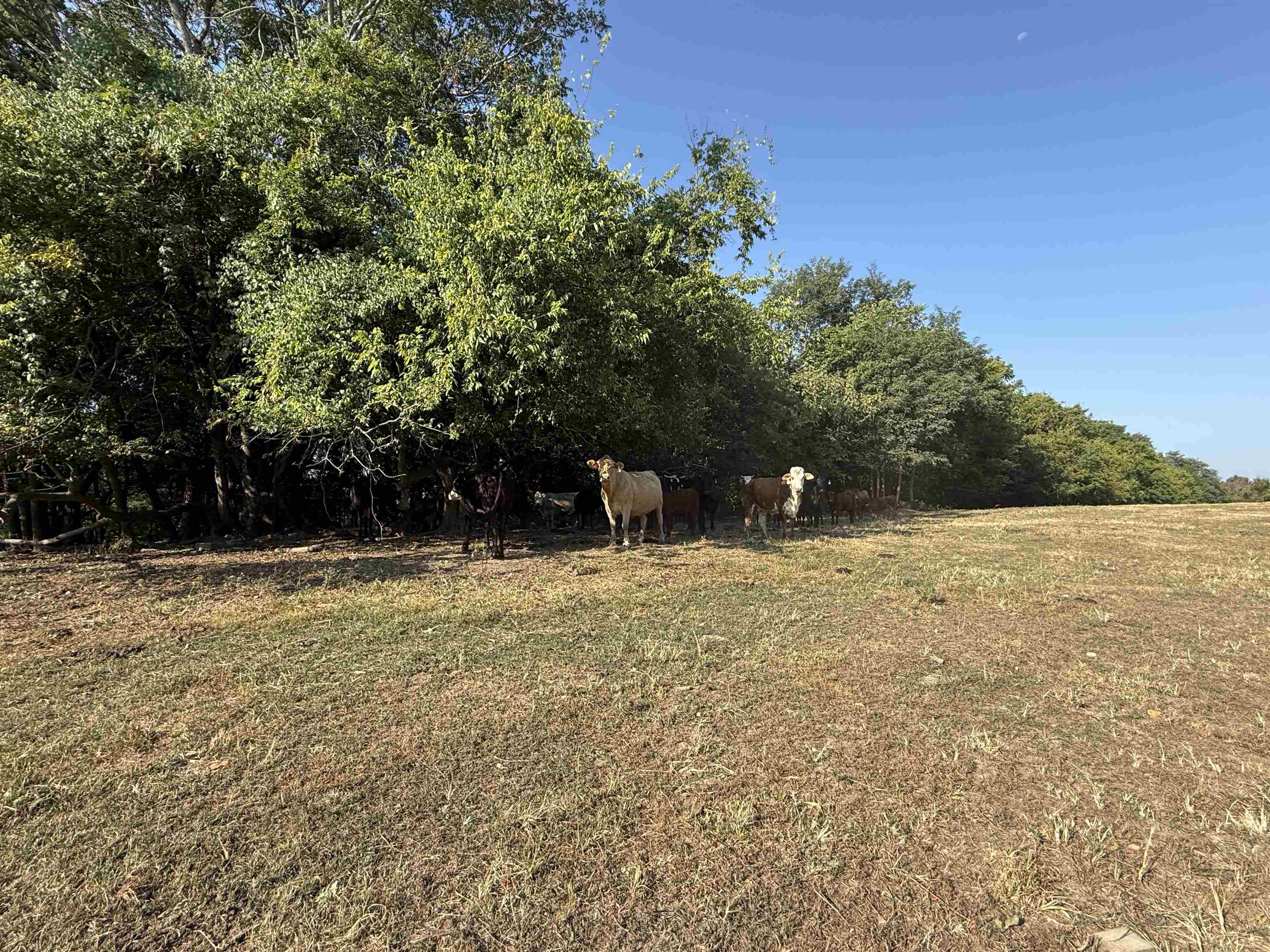 Photo 15 - Vacant Land for sale – 180A  Lafferty Road   Mount Pleasant, AR