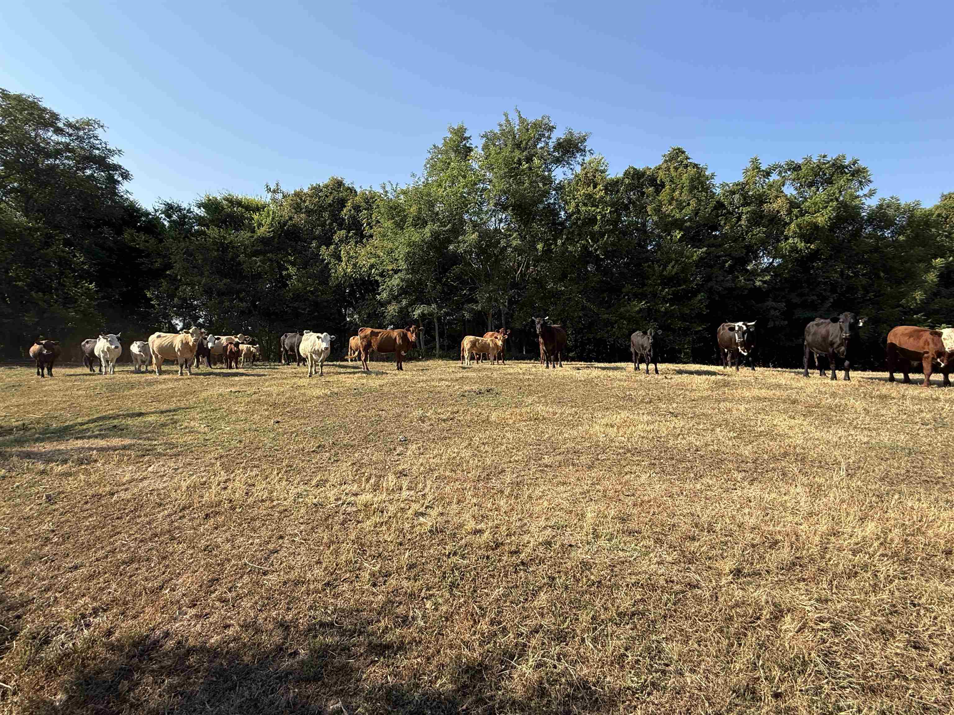 Photo 16 - Vacant Land for sale – 180A  Lafferty Road   Mount Pleasant, AR