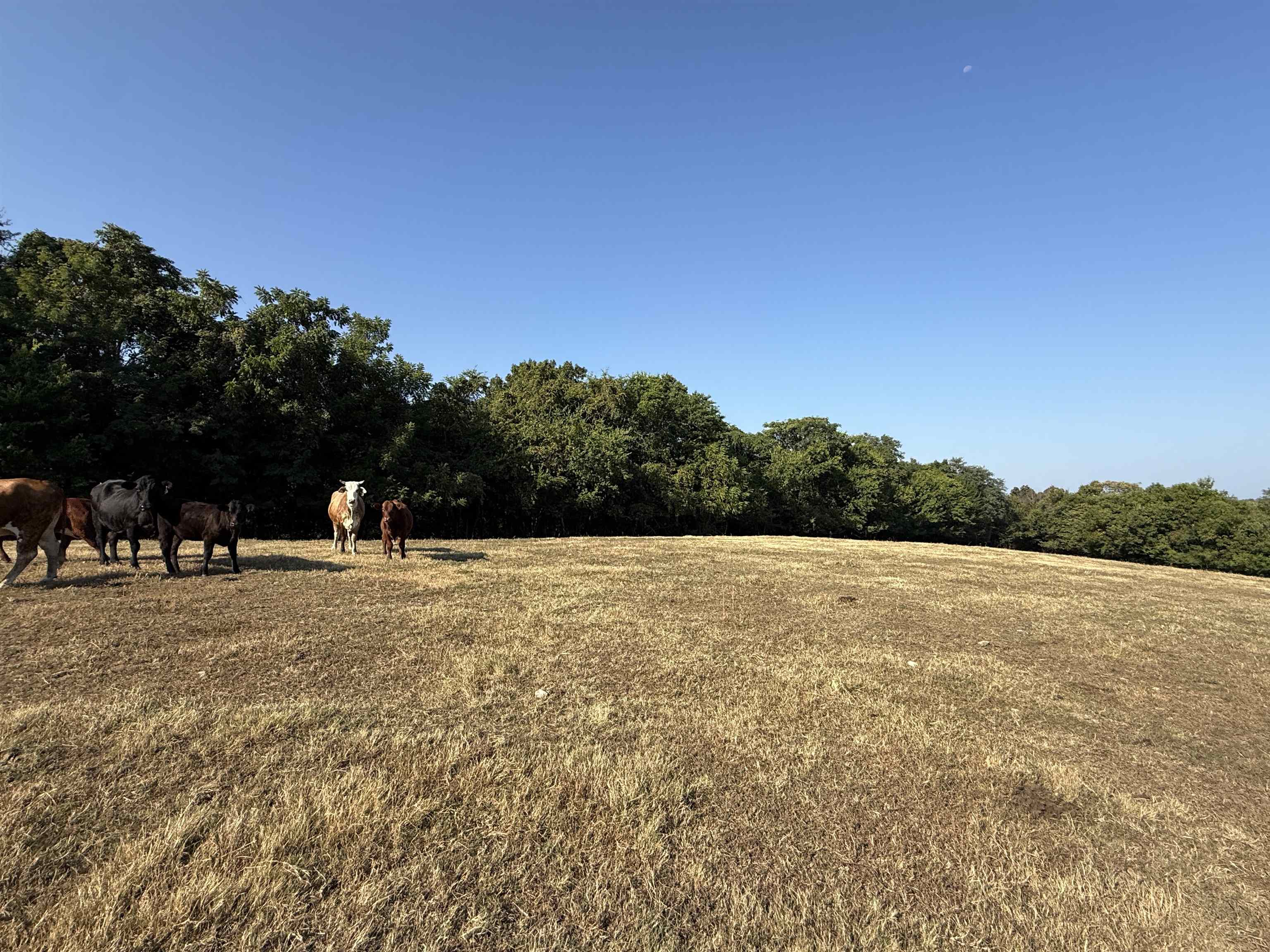 Photo 17 - Vacant Land for sale – 180A  Lafferty Road   Mount Pleasant, AR