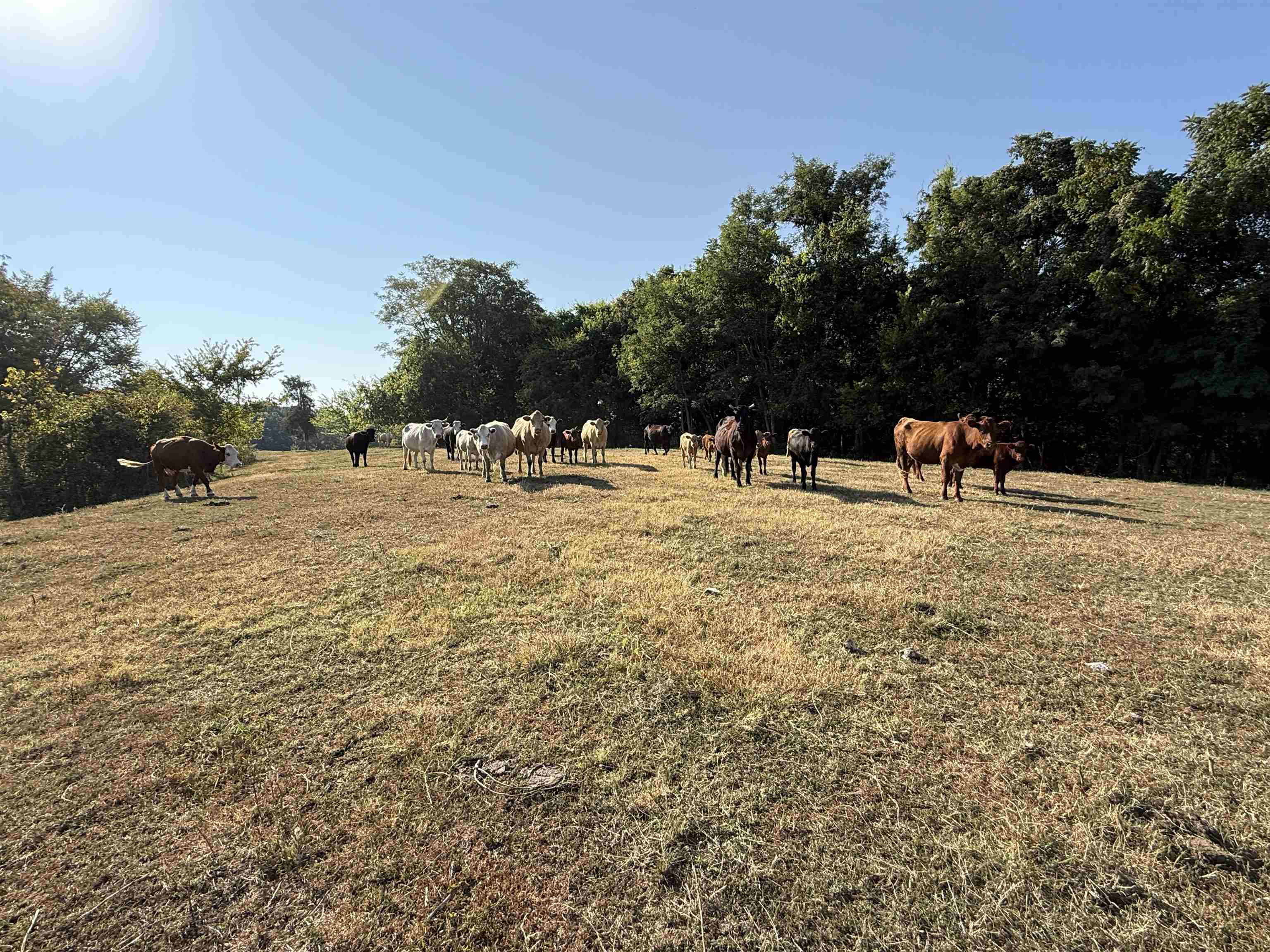 Photo 18 - Vacant Land for sale – 180A  Lafferty Road   Mount Pleasant, AR