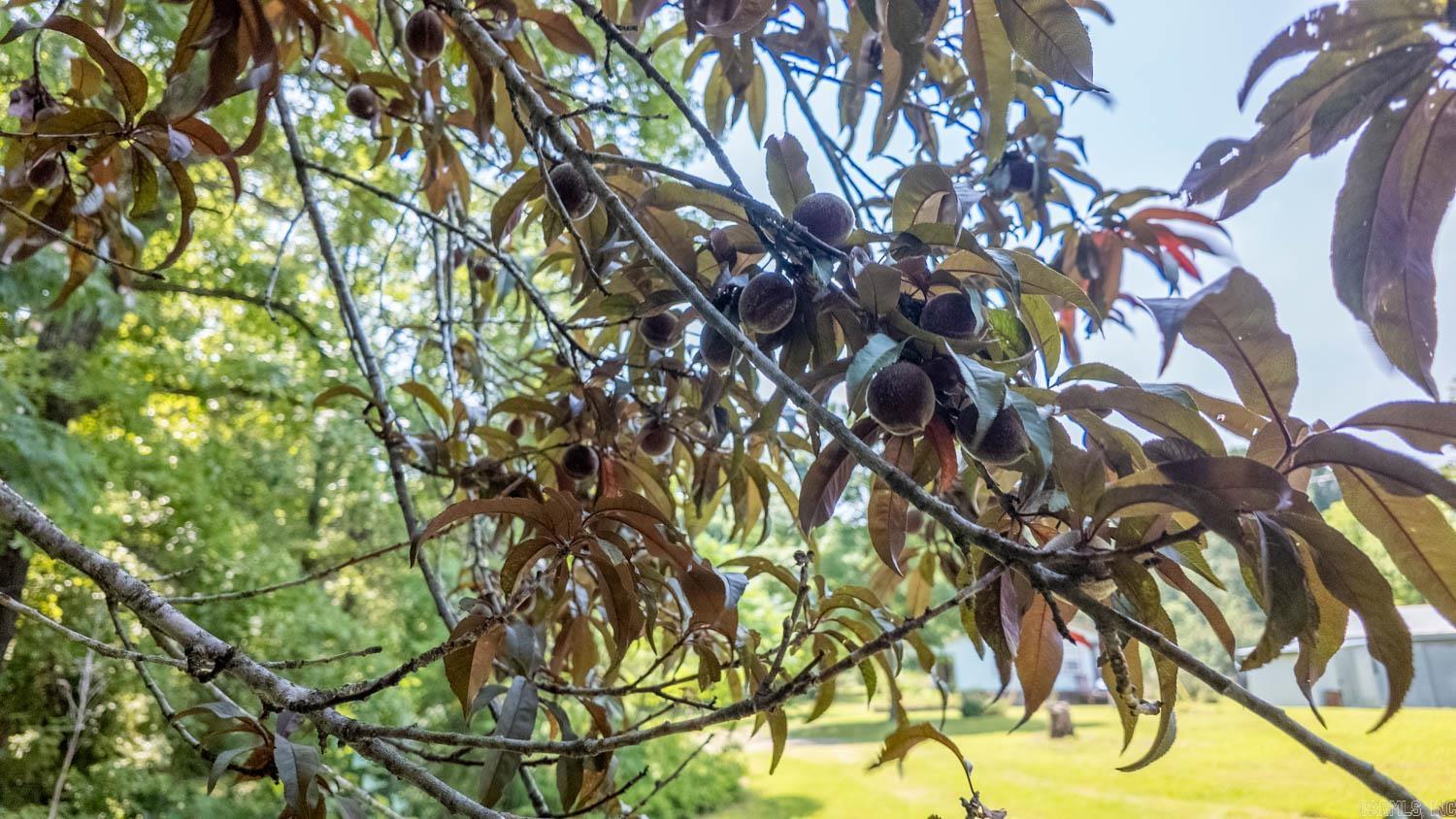 Photo 38 - Residential for sale – 185  Timber Valley Road   Mammoth Spring, AR