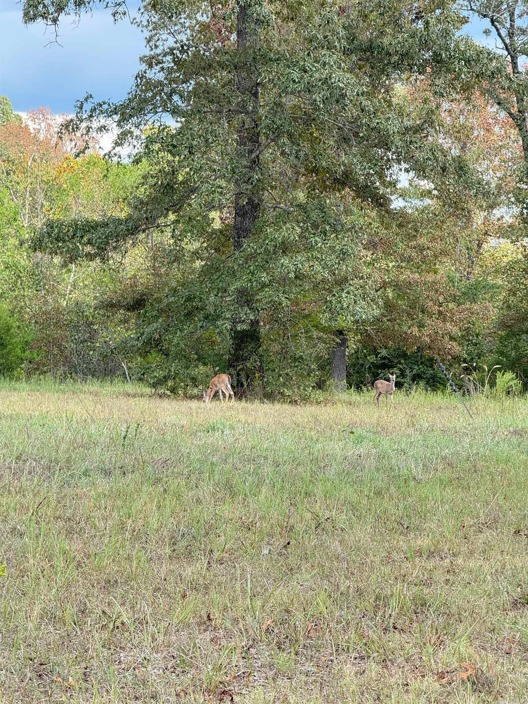 Photo 12 - Vacant Land for sale – 0  Young Rd   Salem, AR