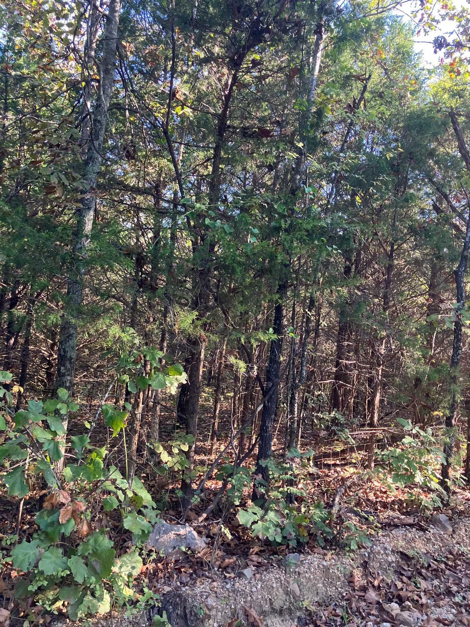 Vacant Land for sale – TBD  Byhalia Trail   Ash Flat, AR