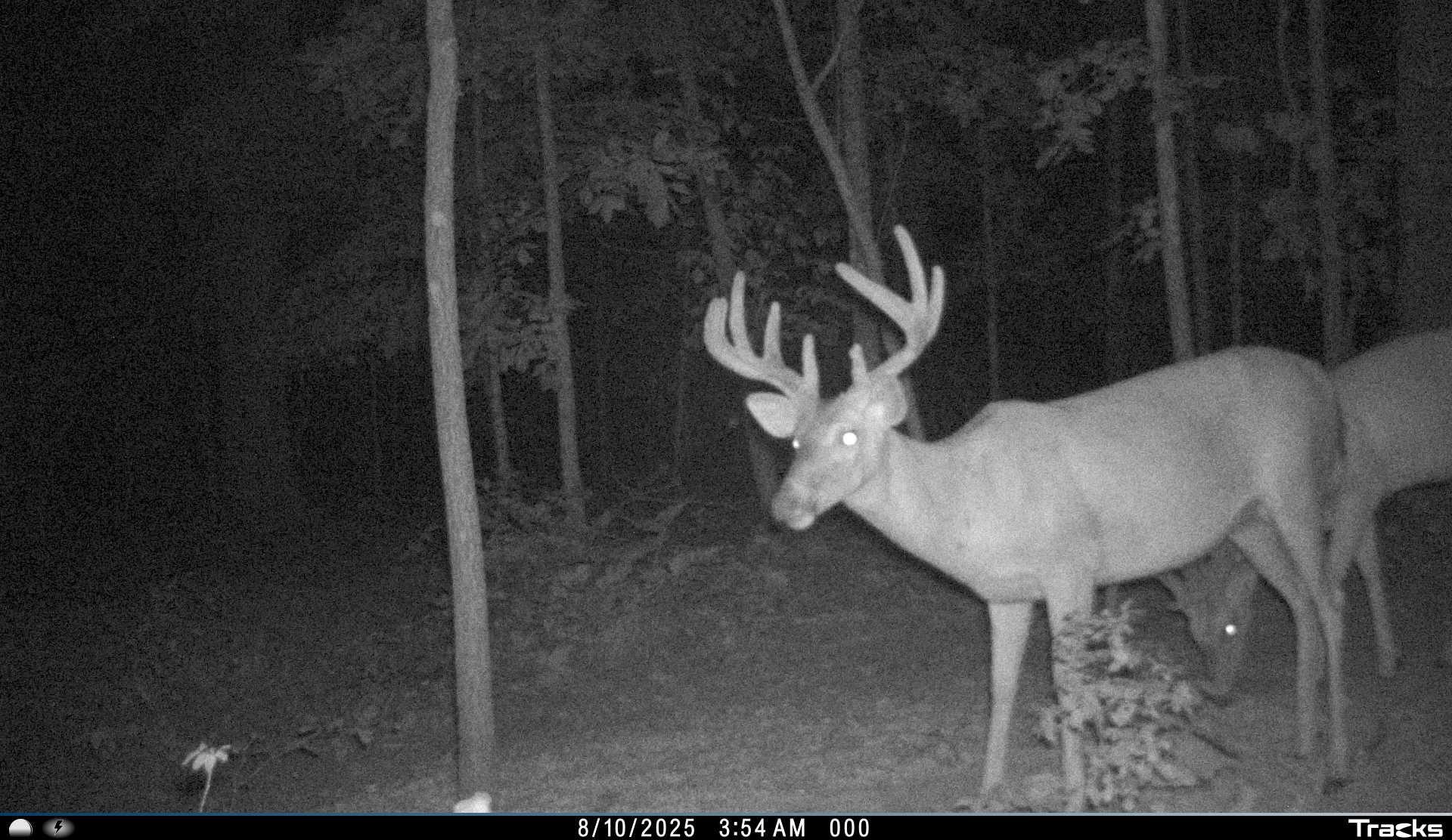 Photo 7 - Vacant Land for sale – 115A  Greasy Bottom Road   Melbourne, AR