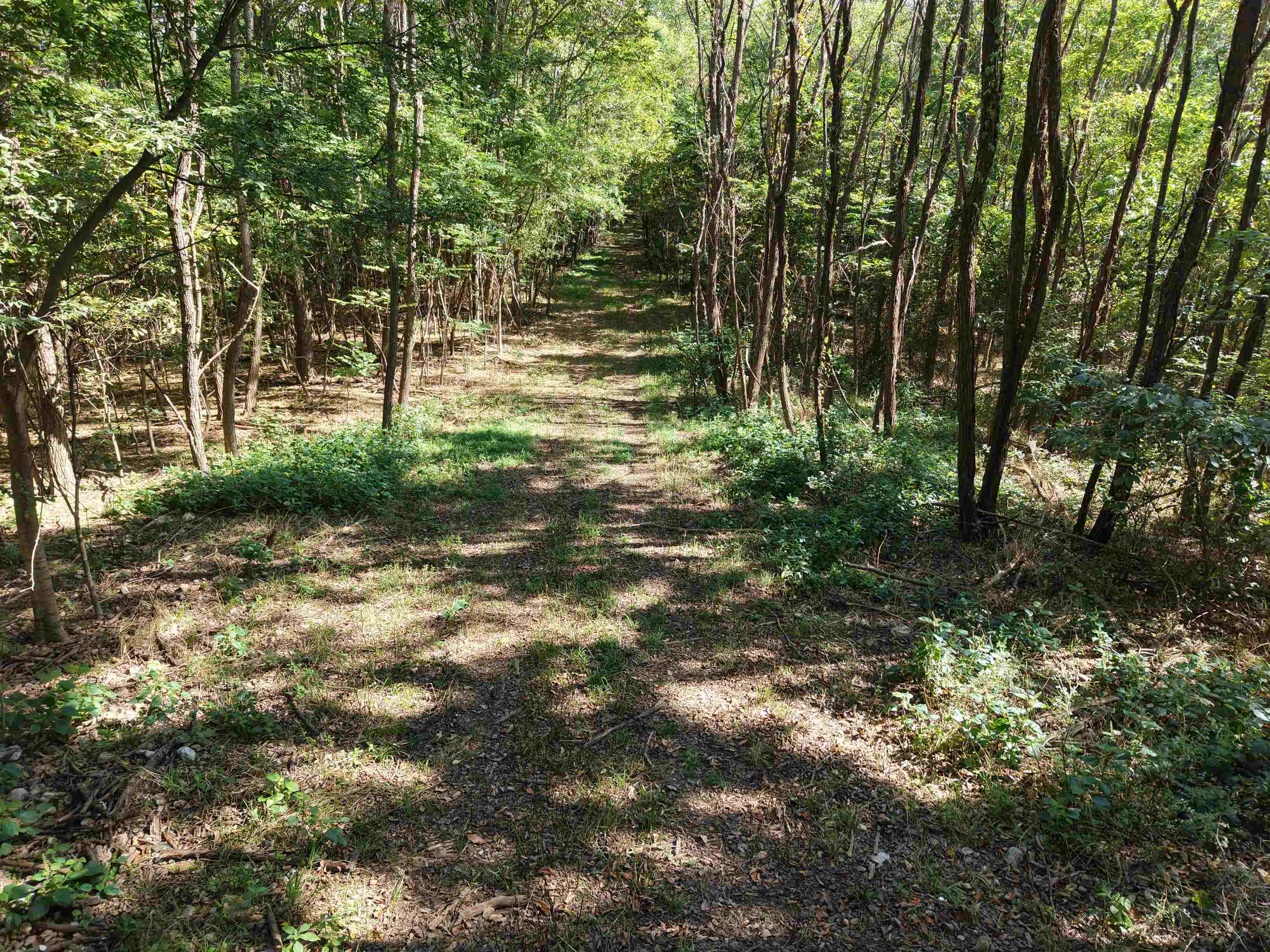 Photo 8 - Vacant Land for sale – 115A  Greasy Bottom Road   Melbourne, AR