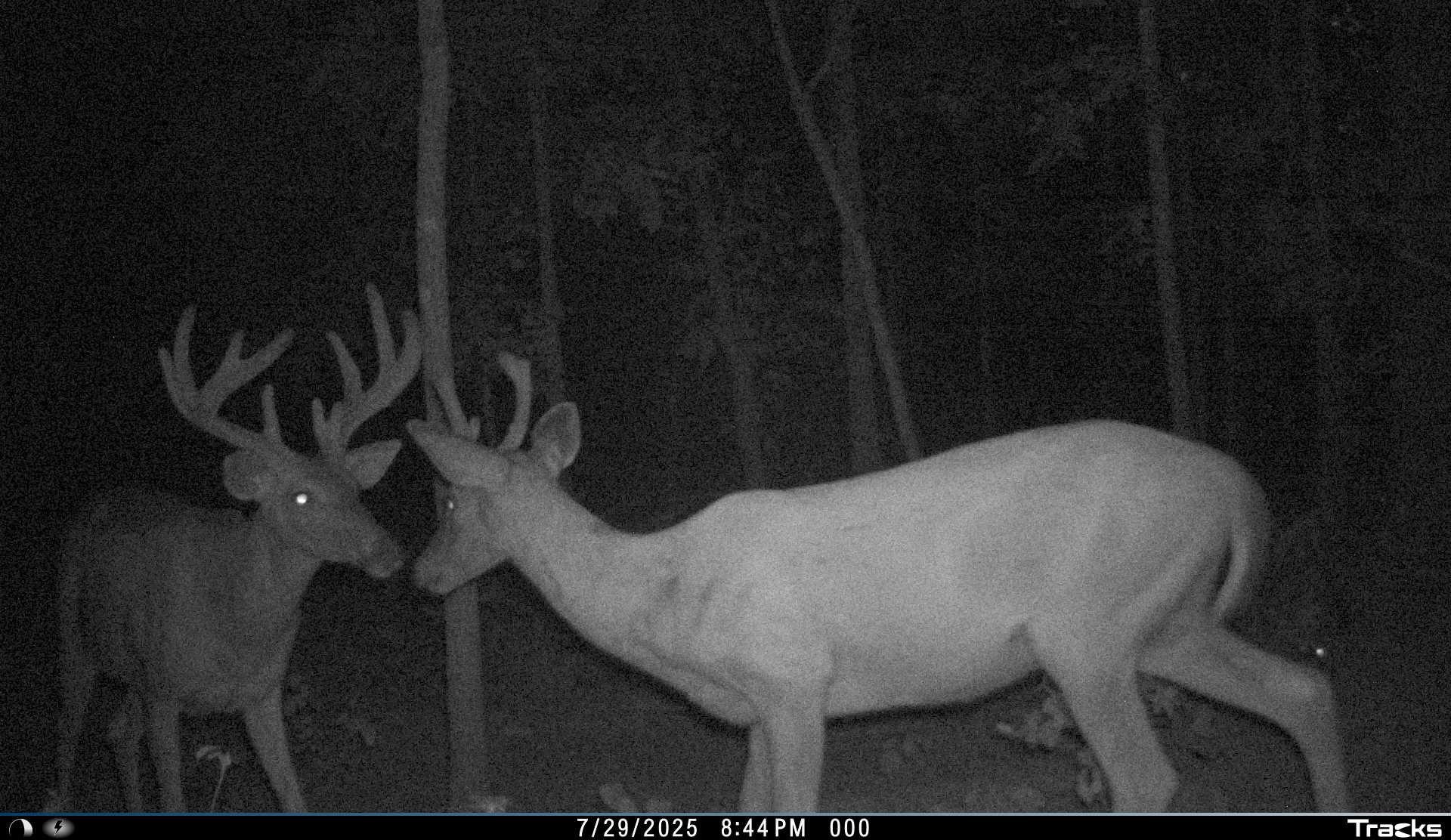 Photo 8 - Vacant Land for sale – 115A  Greasy Bottom Road   Melbourne, AR