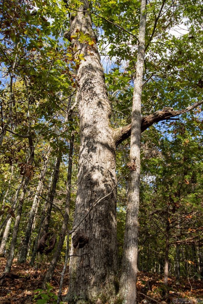 Photo 34 - Vacant Land for sale – 0000  Needle's Eye Trail   Mammoth Spring, AR