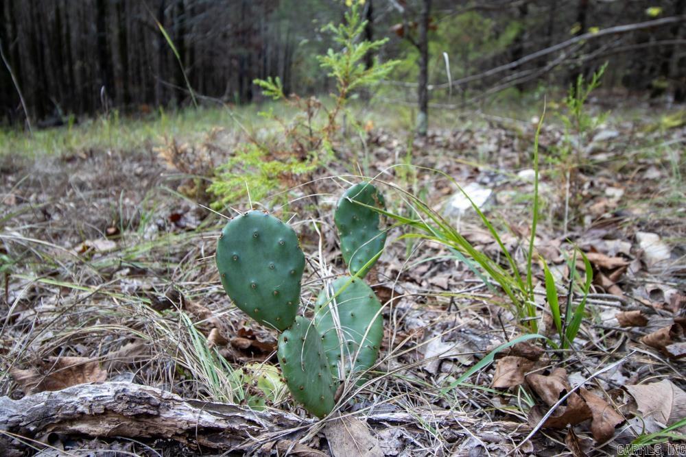 Photo 42 - Vacant Land for sale – 0000  Needle's Eye Trail   Mammoth Spring, AR