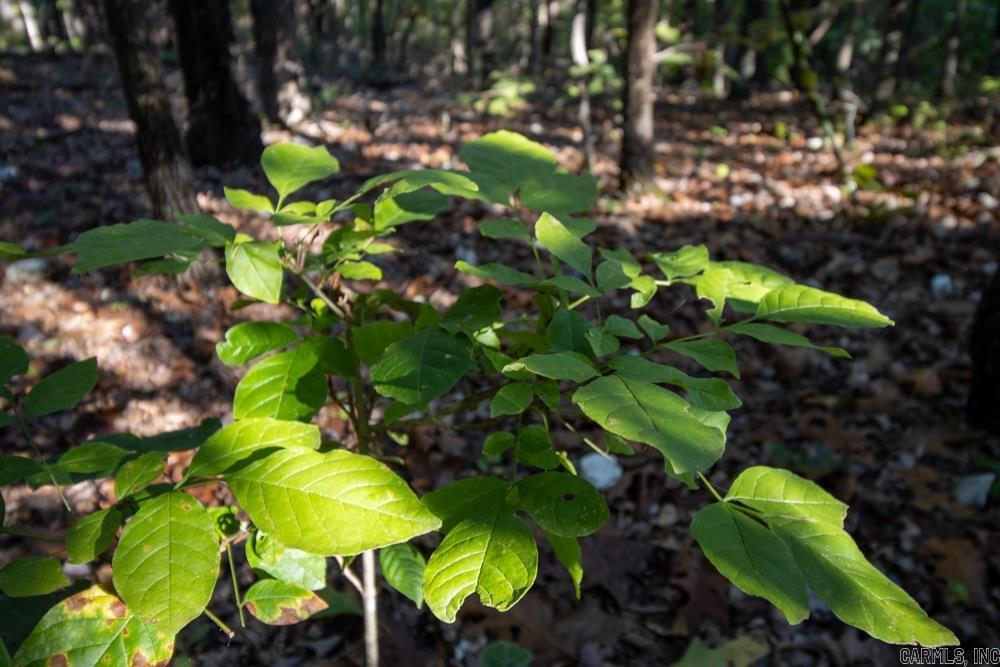 Photo 50 - Vacant Land for sale – 0000  Needle's Eye Trail   Mammoth Spring, AR