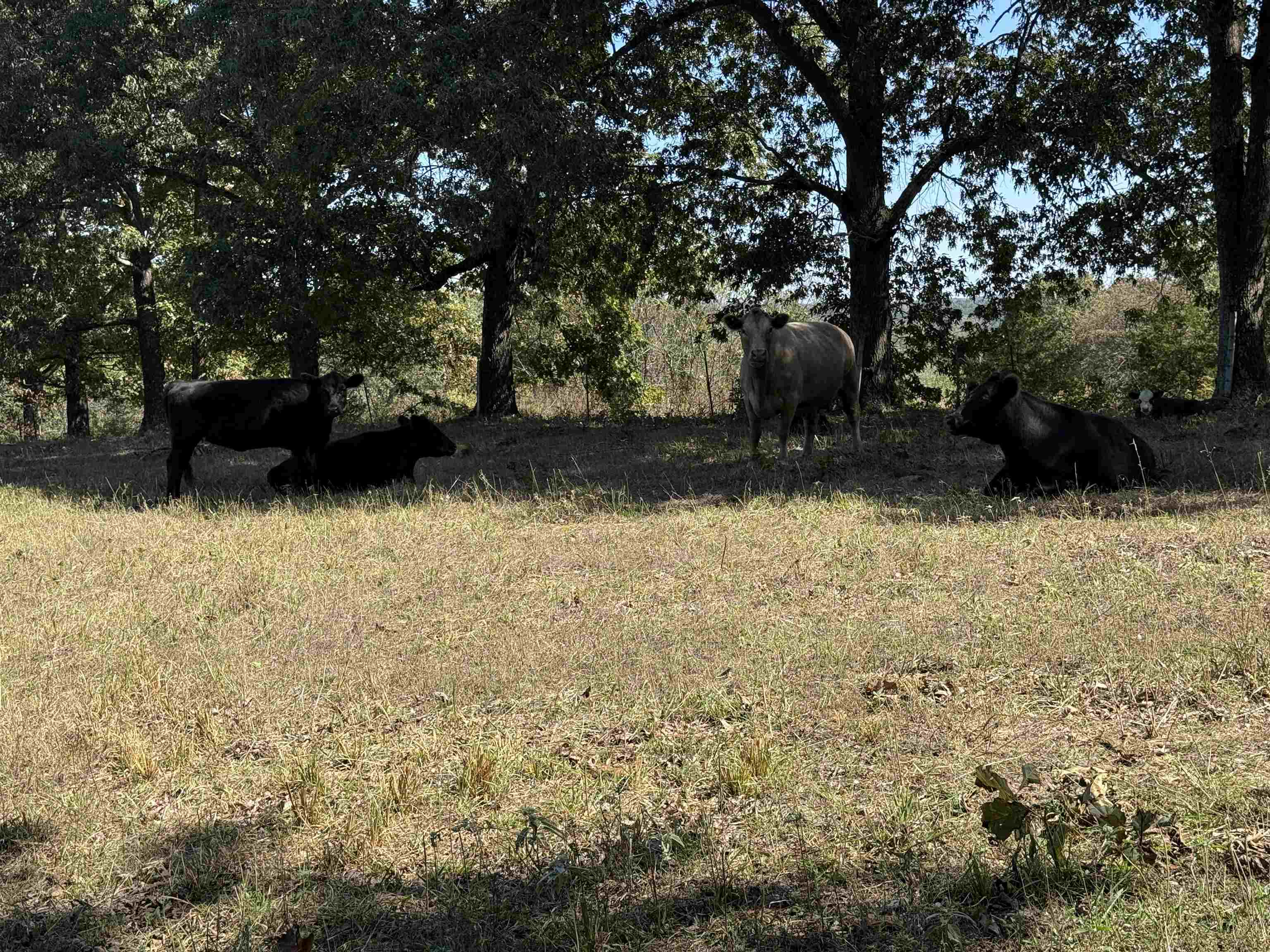 Photo 34 - Residential for sale – 217  Carpenter Road   Evening Shade, AR
