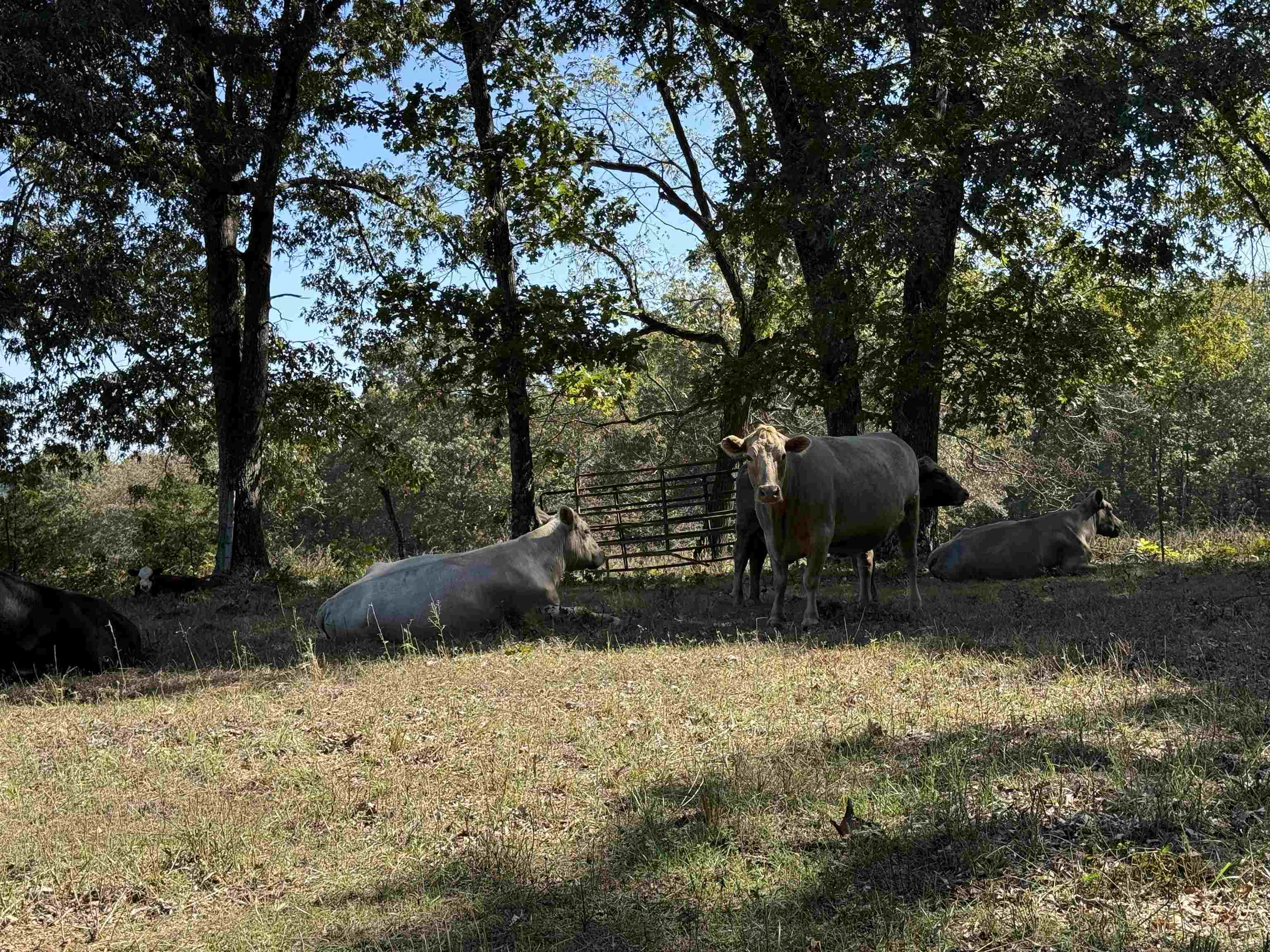 Photo 35 - Residential for sale – 217  Carpenter Road   Evening Shade, AR
