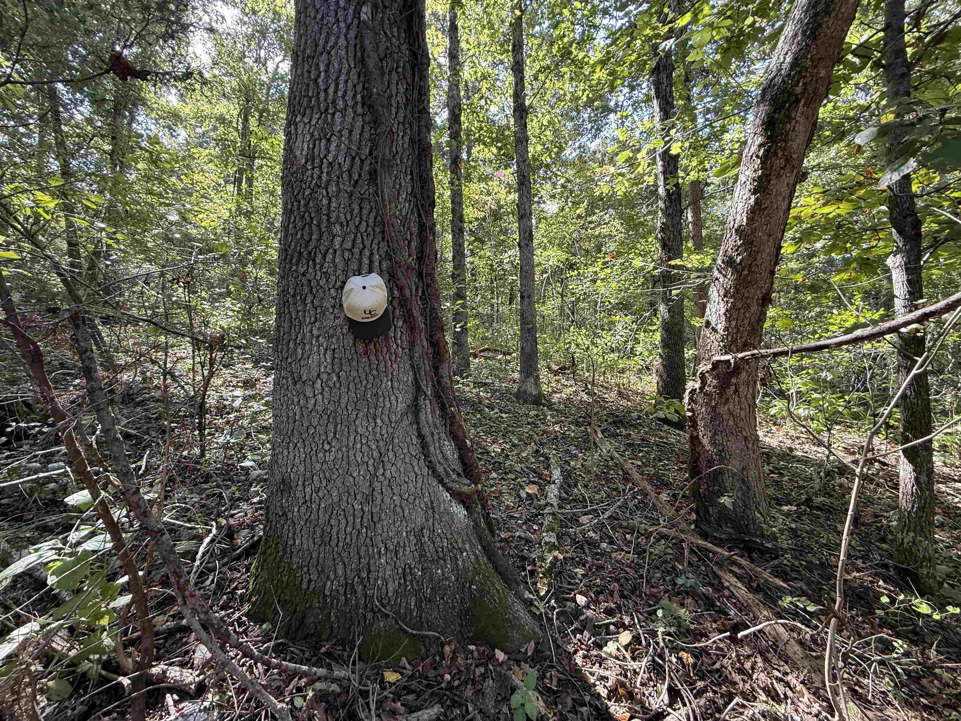 Photo 14 - Vacant Land for sale – 84A  County Road 154   Mount Pleasant, AR