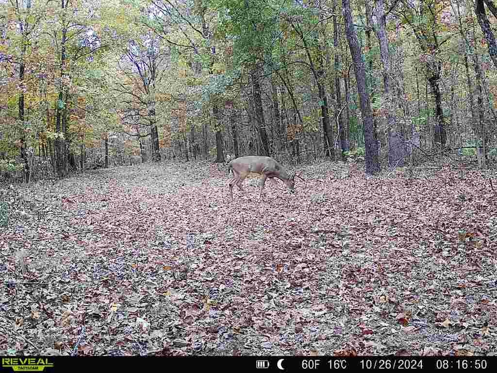 Photo 5 - Vacant Land for sale – 84A  County Road 154   Mount Pleasant, AR