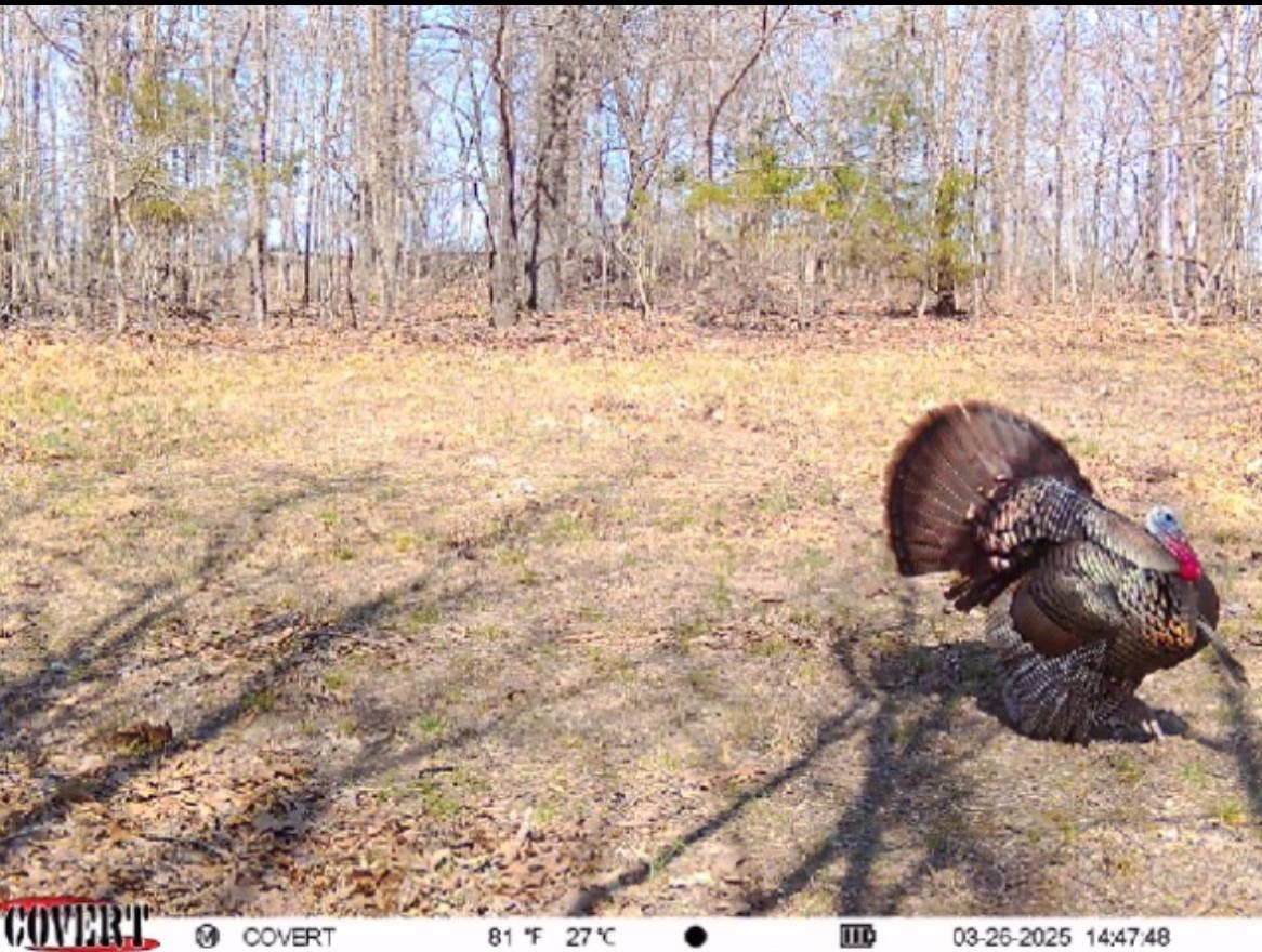 Photo 6 - Vacant Land for sale – 84A  County Road 154   Mount Pleasant, AR