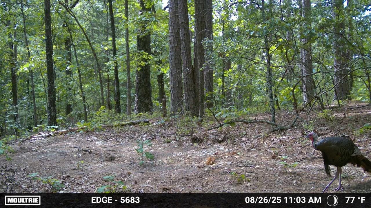 Photo 7 - Vacant Land for sale – 84A  County Road 154   Mount Pleasant, AR